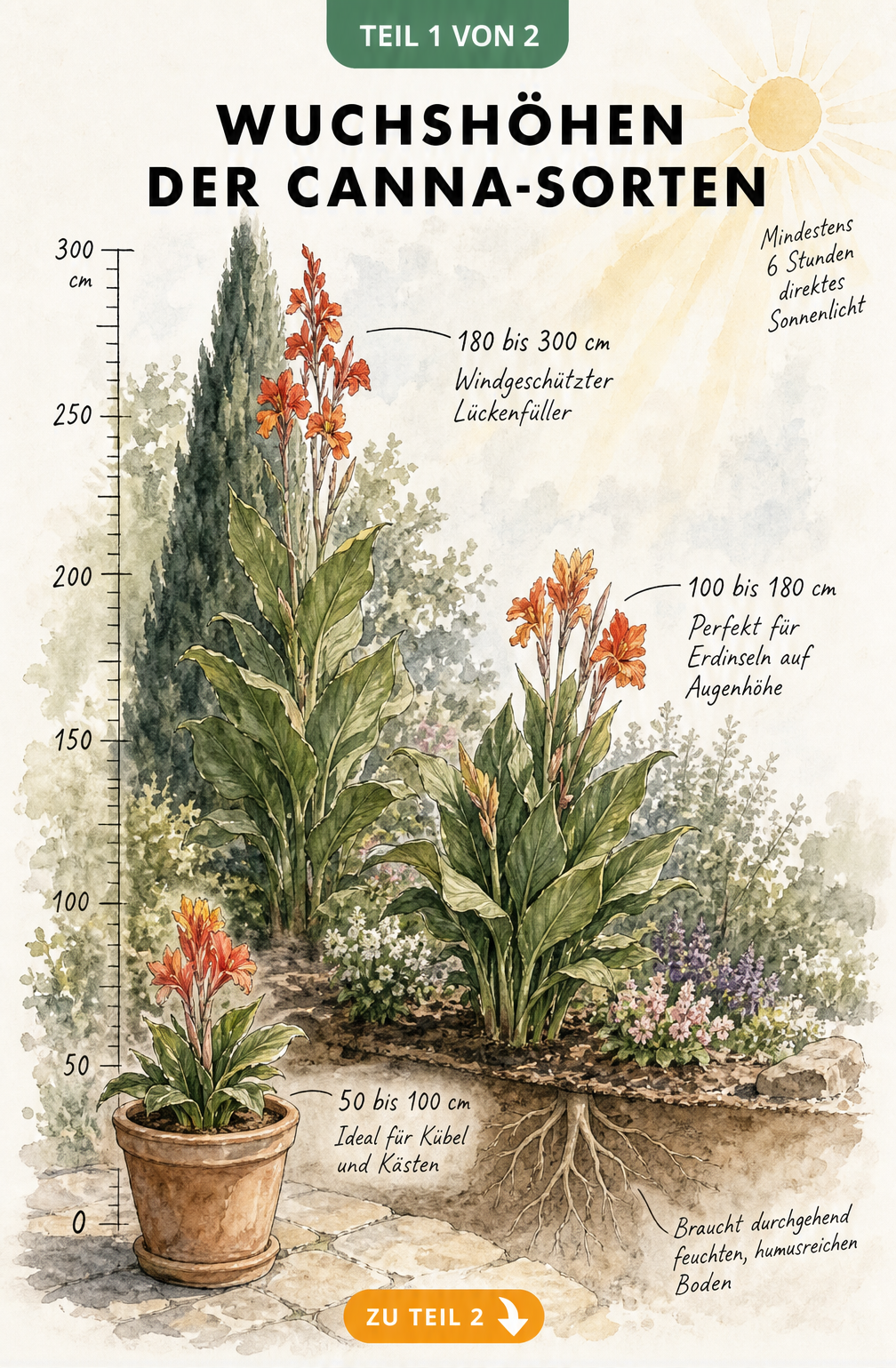 Aquarell-Illustration von drei Canna-Pflanzen in unterschiedlichen Wuchshöhen: Zwerg-Canna im Kübel, Freiland-Canna im Beet und Riesen-Canna vor einer Zypresse.