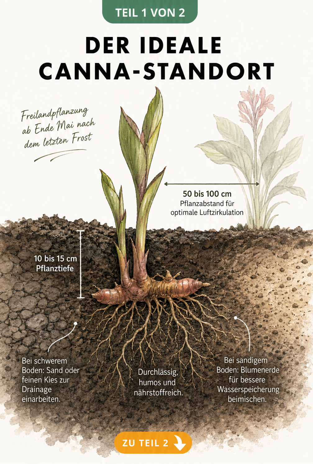 Botanische Querschnitts-Illustration einer Canna-Pflanze im Beet, die Pflanztiefe, Pflanzabstand und Bodenbeschaffenheit zeigt.