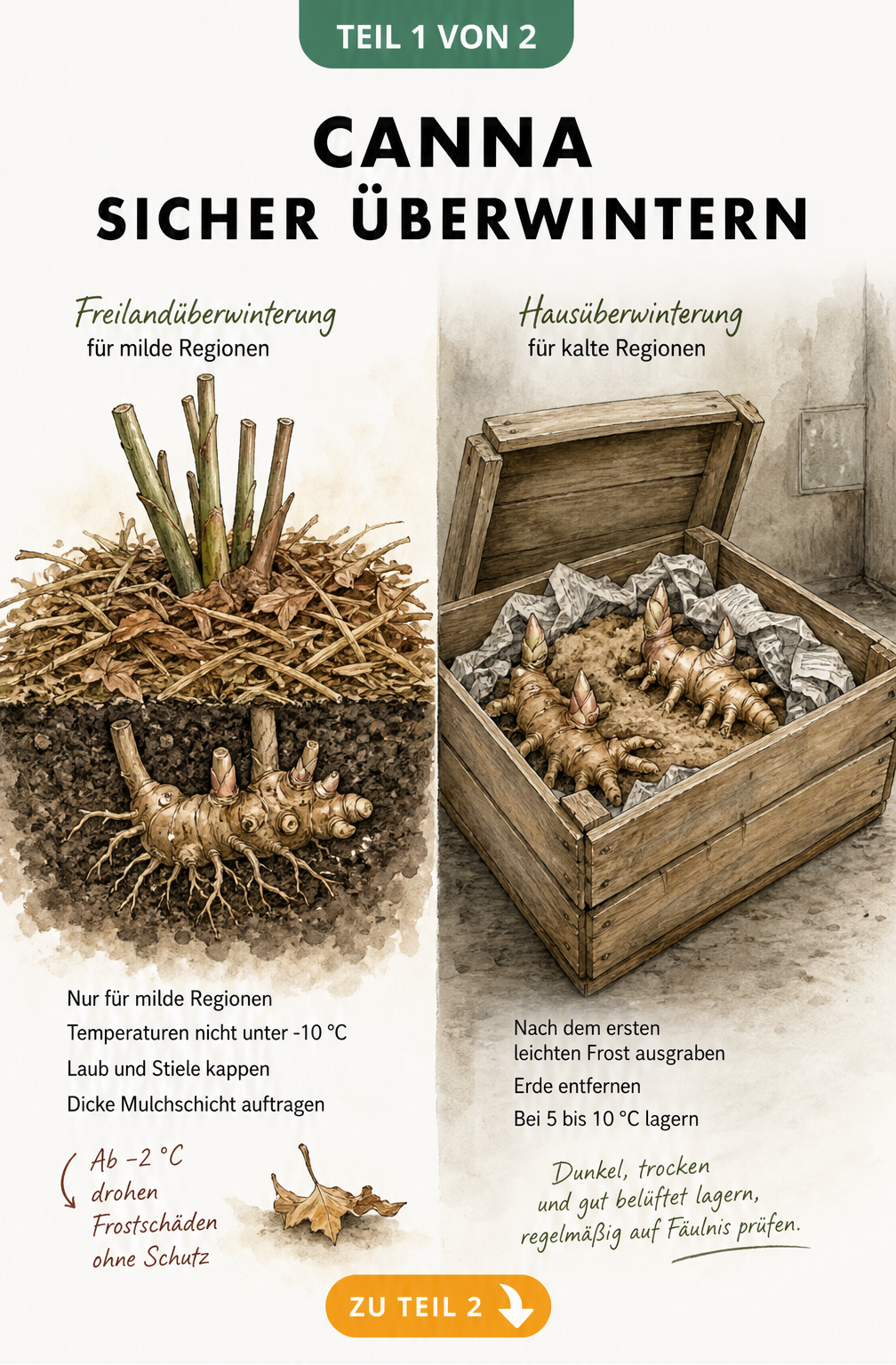 Botanische Illustration der Canna-Überwinterung im Freiland mit Mulchschicht und im Haus in einer Holzkiste