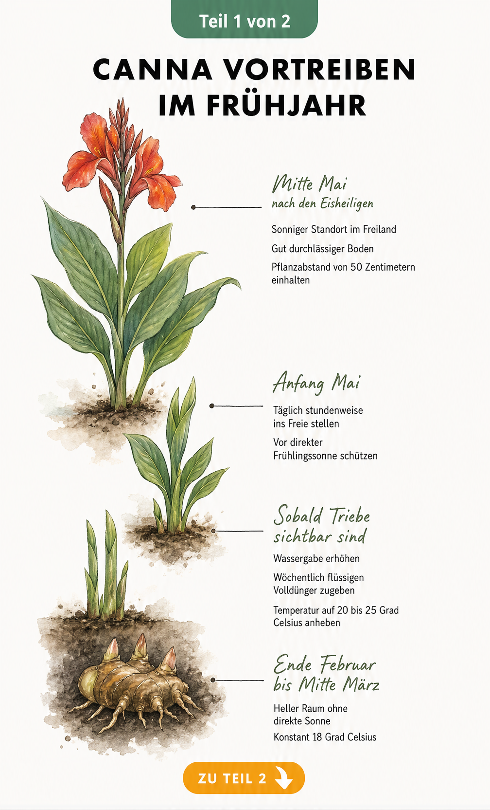Illustration einer Canna-Pflanze, die die Entwicklungsstadien vom Rhizom bis zur Blüte als Zeitachse von Februar bis Mai zeigt.