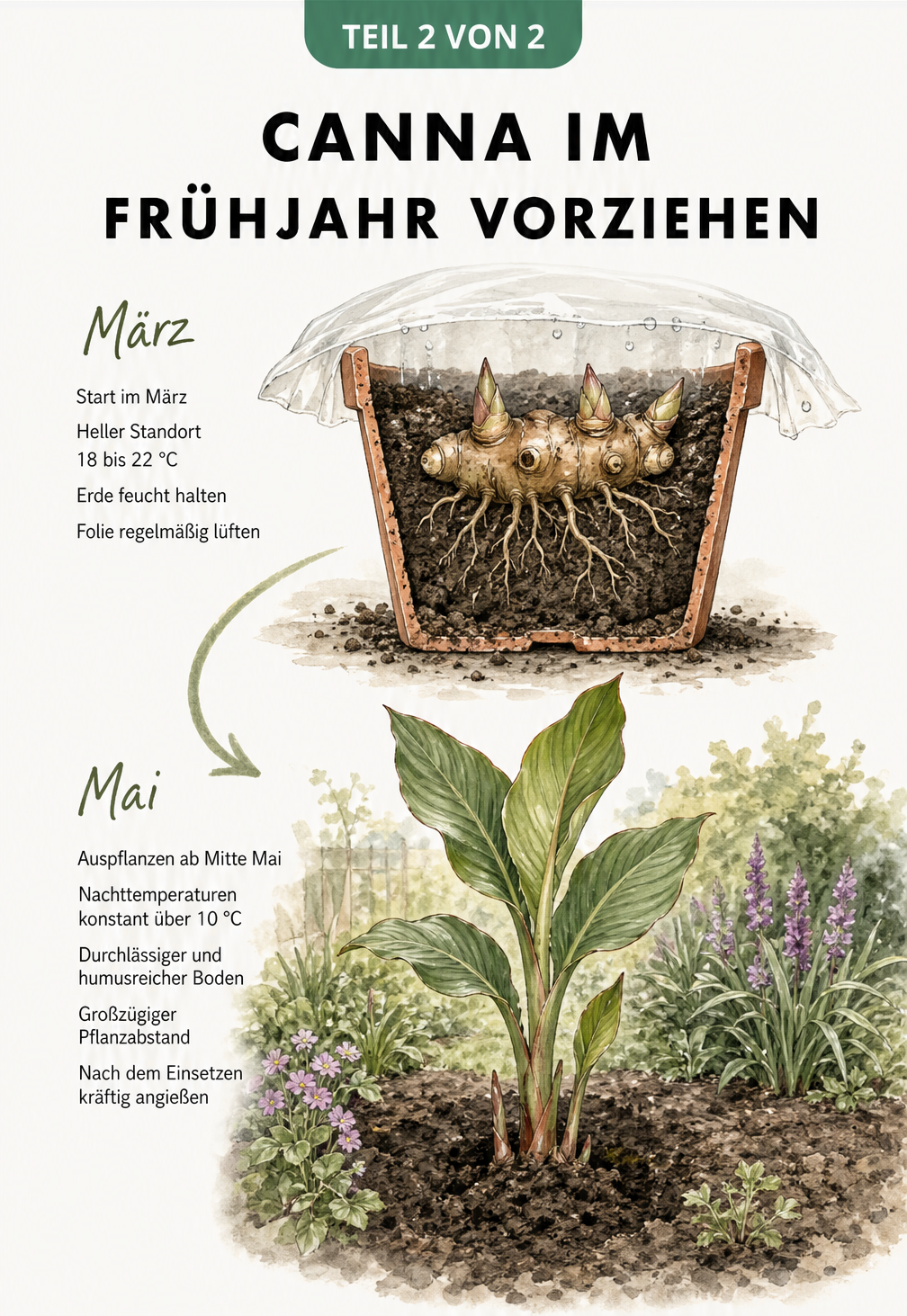 Illustration zum Vorziehen von Canna-Rhizomen im Topf im März und dem Auspflanzen ins Beet im Mai