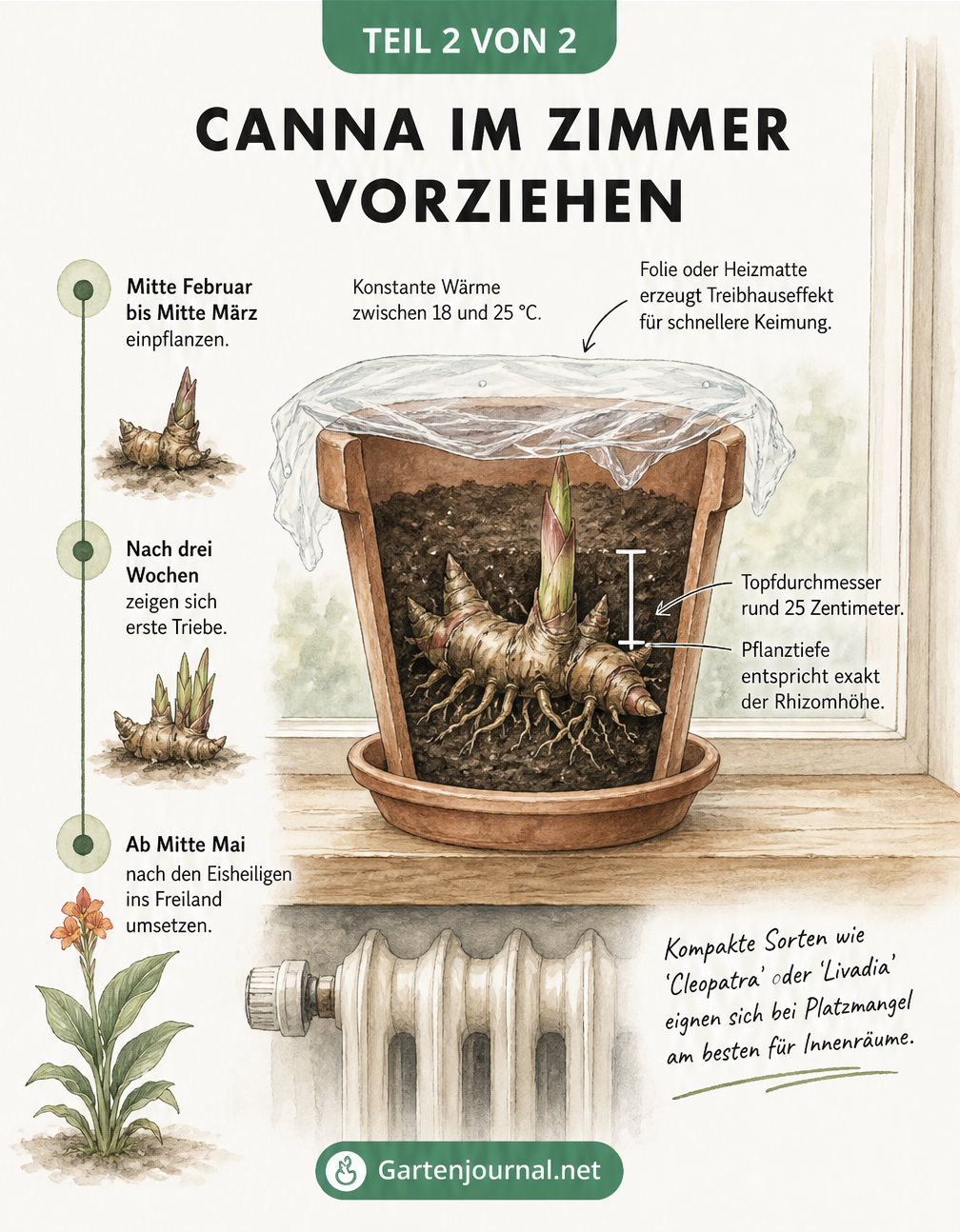 Querschnitt eines Terrakotta-Topfes auf einer Fensterbank, der das Vorziehen eines Canna-Rhizoms mit Folie und Temperaturangaben zeigt