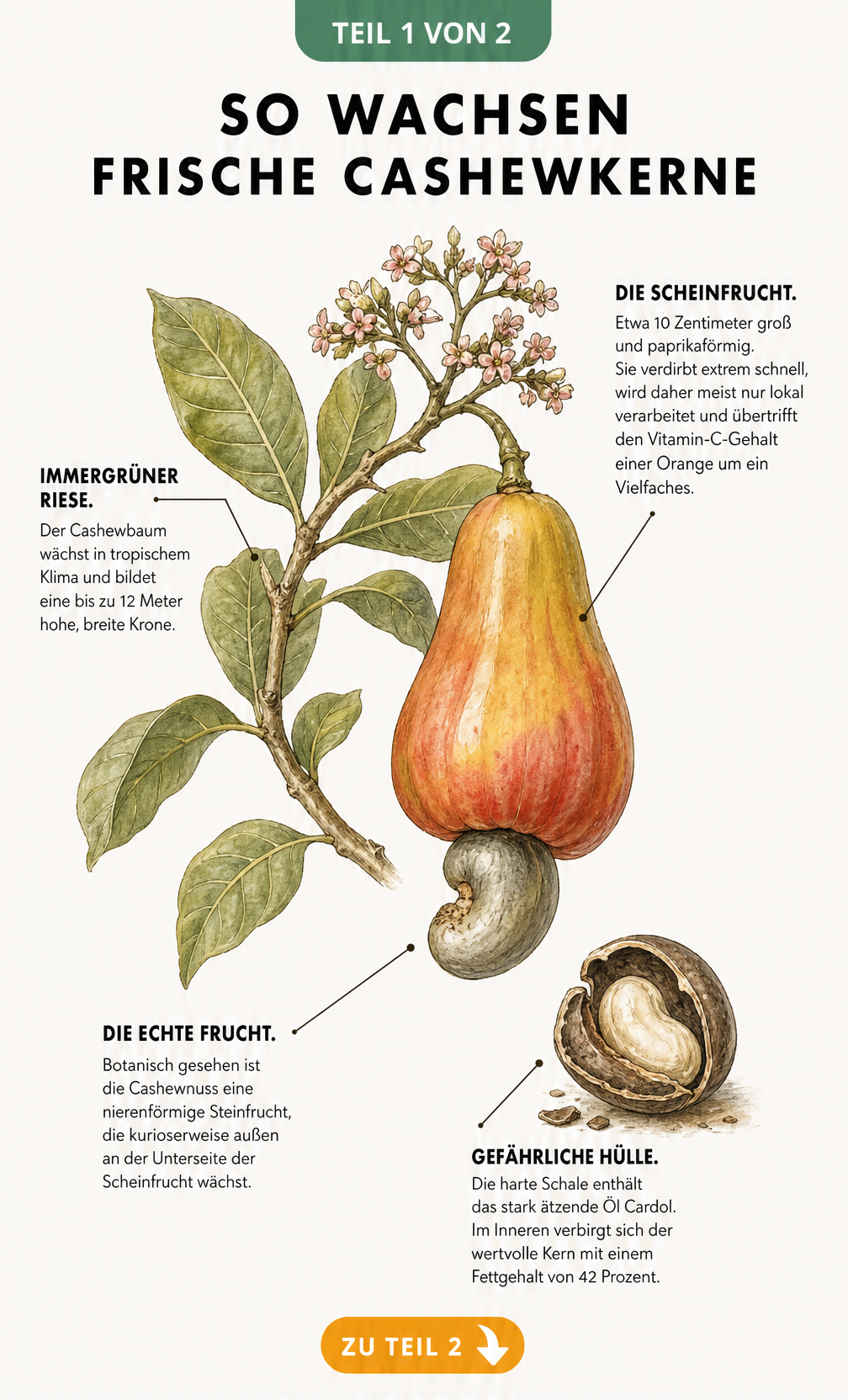 Botanische Illustration eines Cashewbaums mit Cashewapfel und Cashewnuss