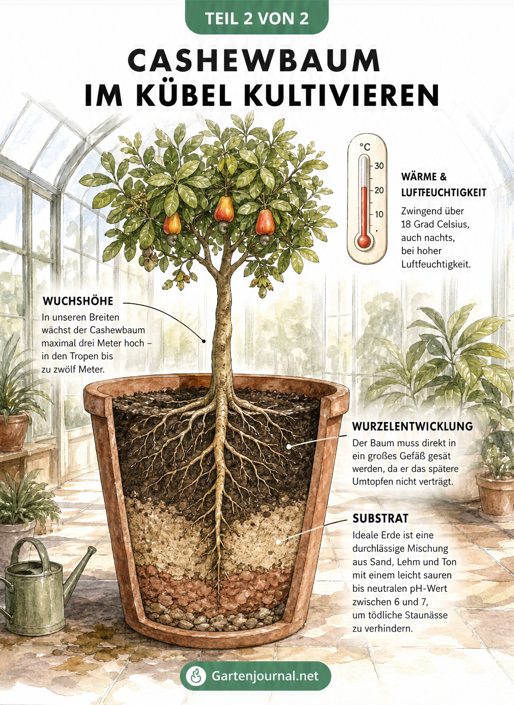 Schnittbild eines Cashewbaums im Kübel mit Wurzeln und Thermometer