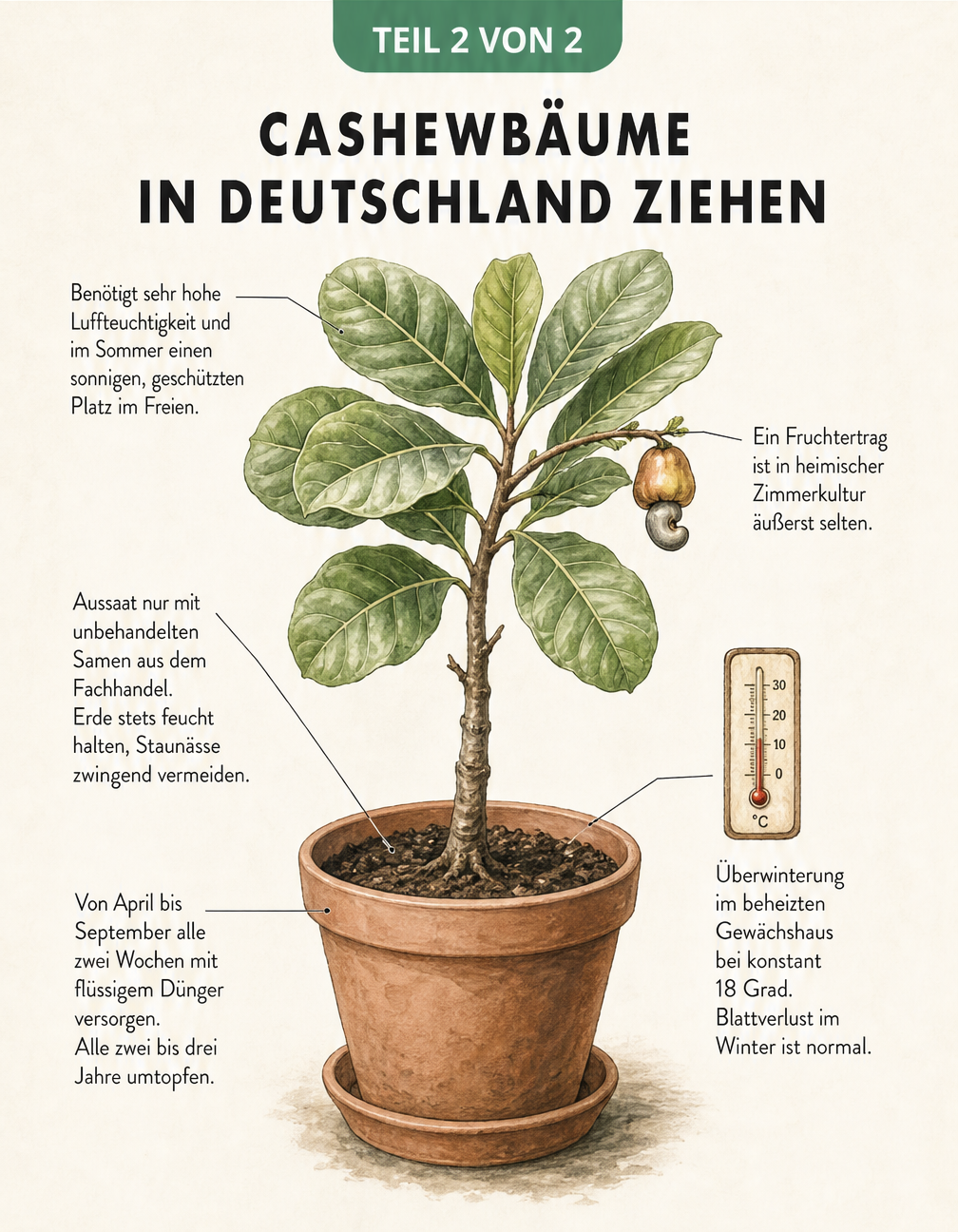 Botanische Illustration eines Cashewbaums im Terrakotta-Kübel mit Pflegehinweisen