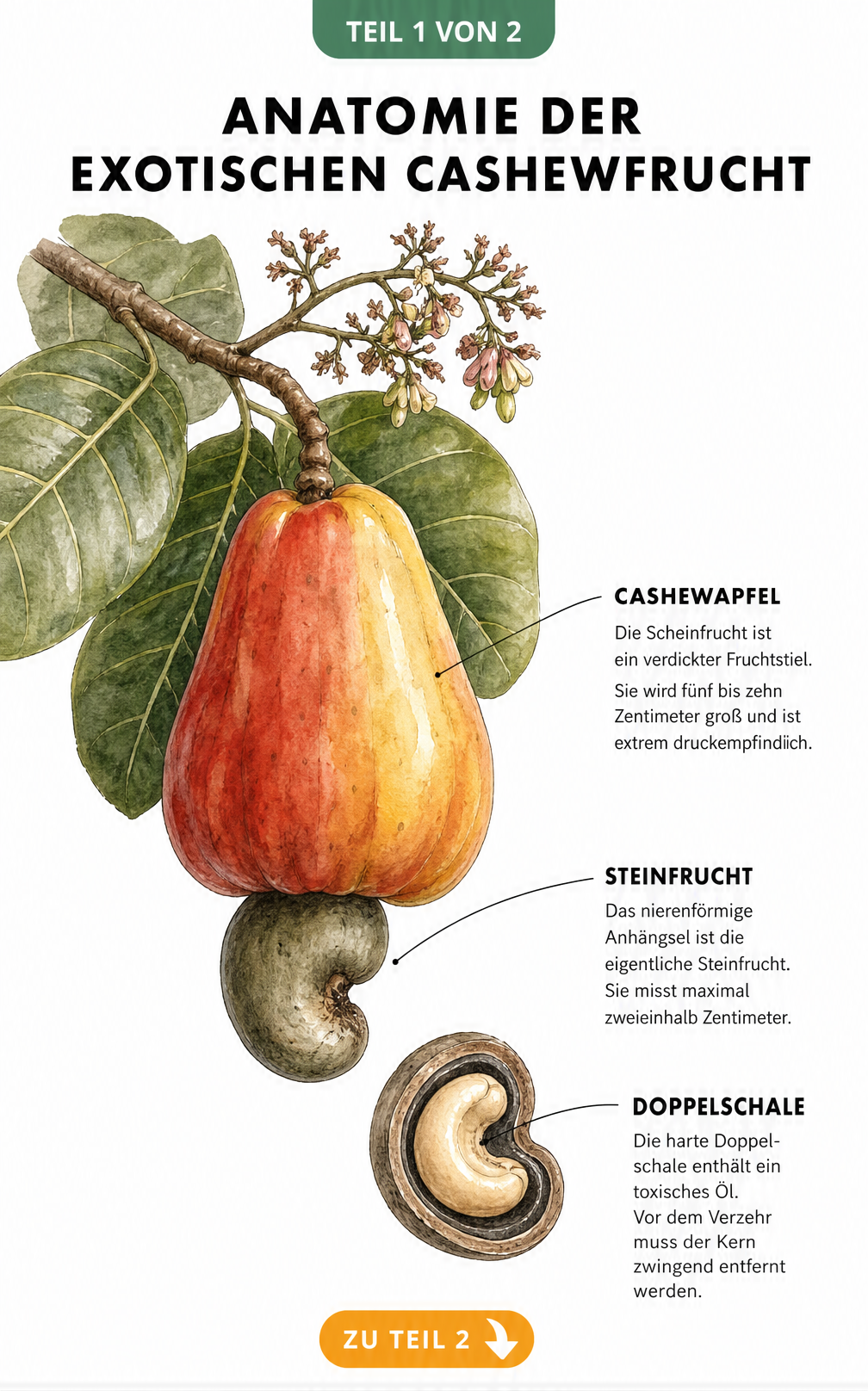 Botanische Illustration der Cashewfrucht mit Cashewapfel und Cashewnuss