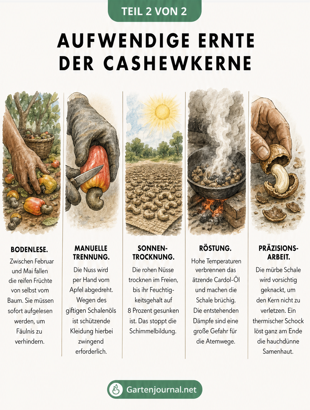 Illustration der fünf Schritte der Cashew-Ernte: Bodenlese, Trennung, Sonnentrocknung, Röstung und Knacken