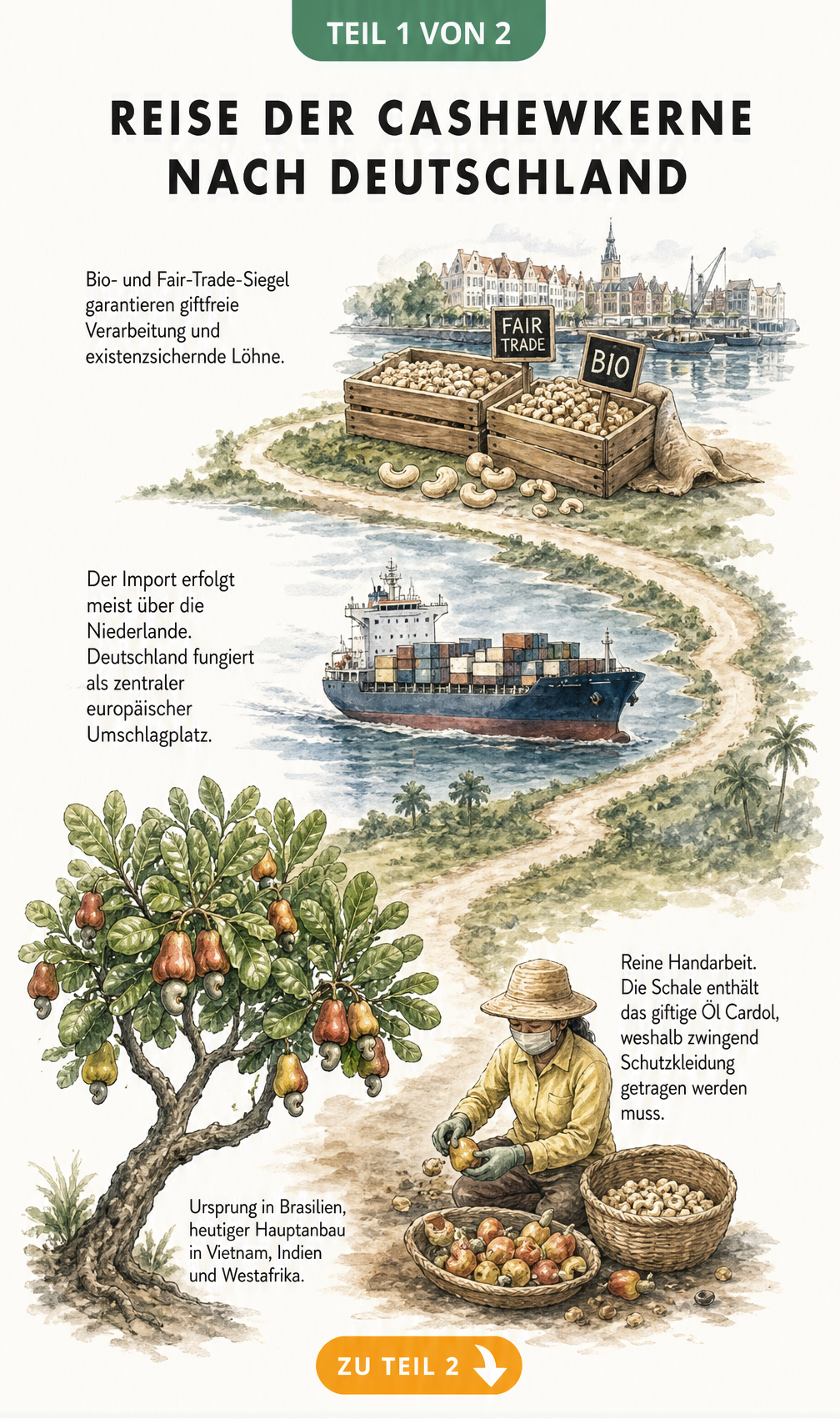 Illustration der Reise von Cashewkernen von der tropischen Plantage bis zum europäischen Hafen