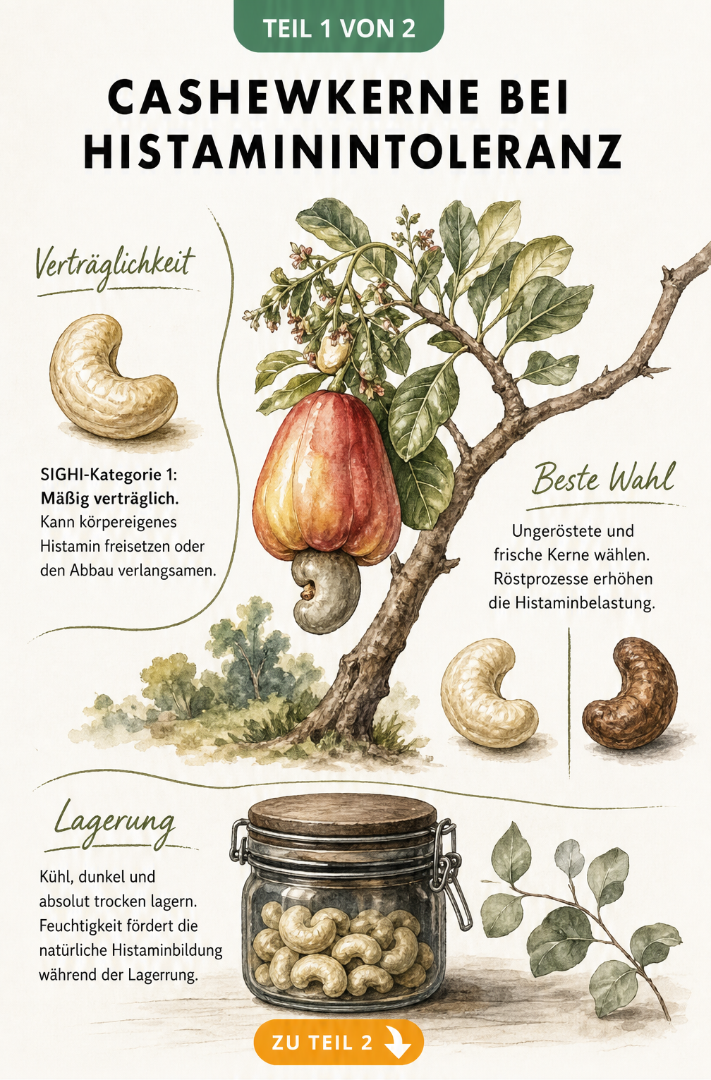 Botanische Illustration eines Cashewbaums mit Frucht und Kern, dazu Informationen zur Verträglichkeit bei Histaminintoleranz, Röstung und Lagerung.