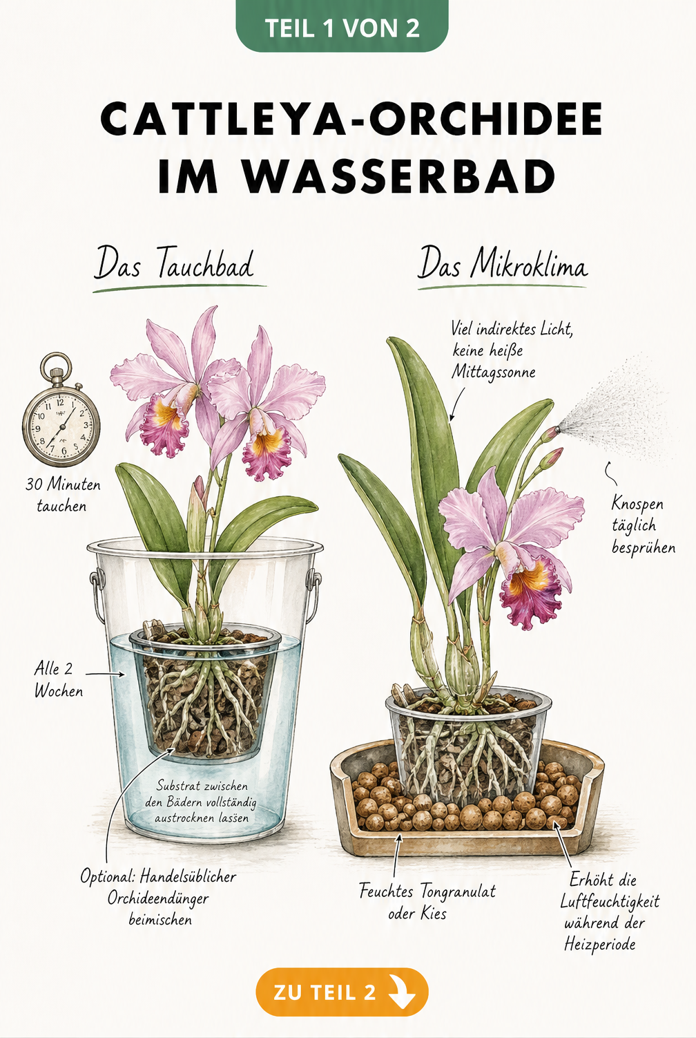 Illustration einer Cattleya-Orchidee im Wasserbad und auf einem Untersetzer mit Tongranulat zur Erhöhung der Luftfeuchtigkeit.