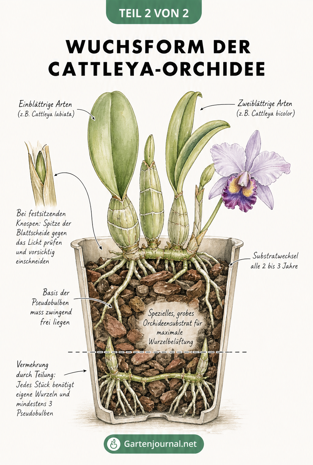 Anatomische Zeichnung der Wuchsform einer Cattleya-Orchidee im Querschnitt mit grobem Substrat und freiliegenden Pseudobulben.
