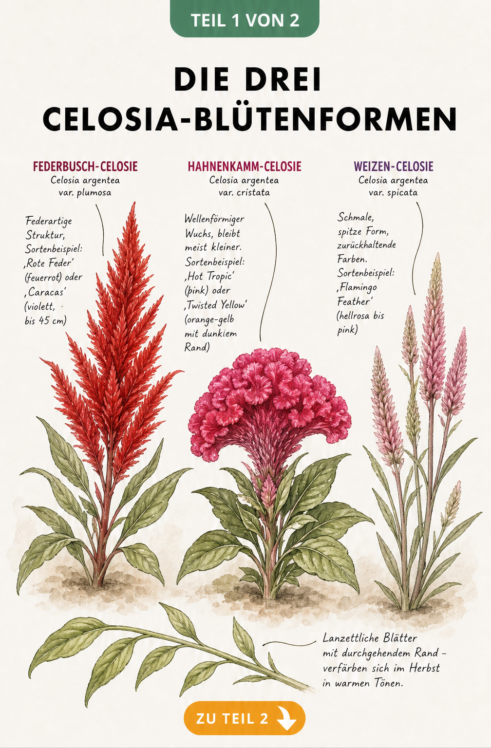 Botanische Illustration der drei Celosia-Blütenformen: Federbusch, Hahnenkamm und Weizen-Celosie