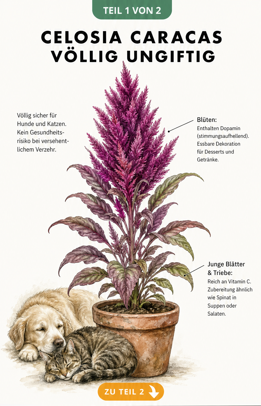 Illustration einer Celosia Caracas mit Hund und Katze, die zeigt, dass die Pflanze ungiftig ist, sowie Hinweise zur Essbarkeit von Blüten und Blättern.