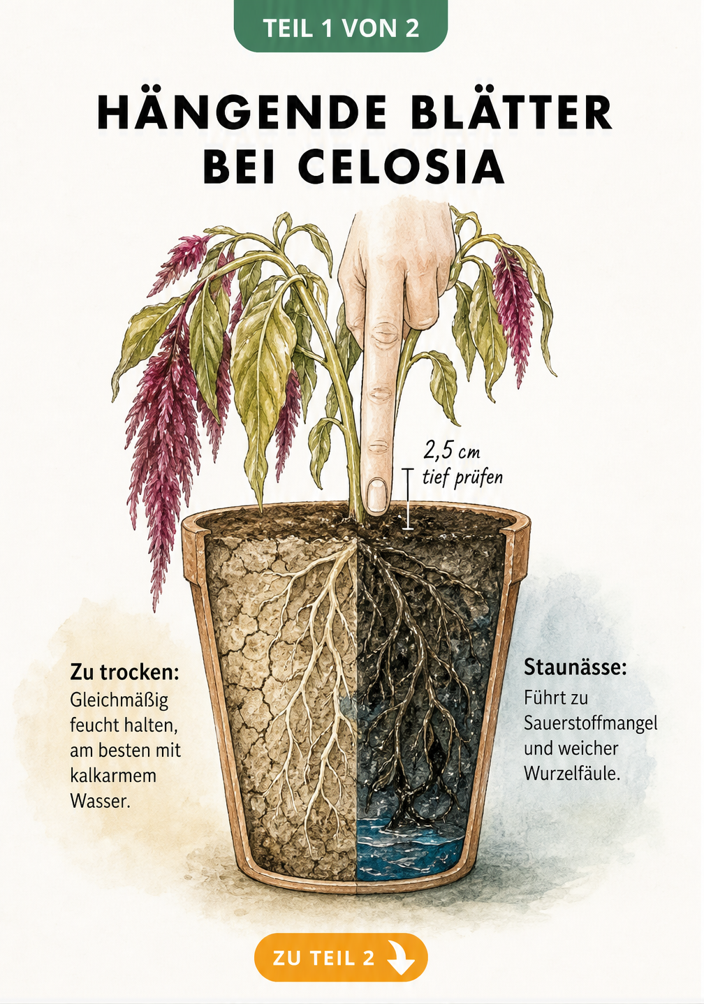 Illustration einer Celosia mit hängenden Blättern im Querschnitt, die Trockenheit und Staunässe als Ursachen zeigt.