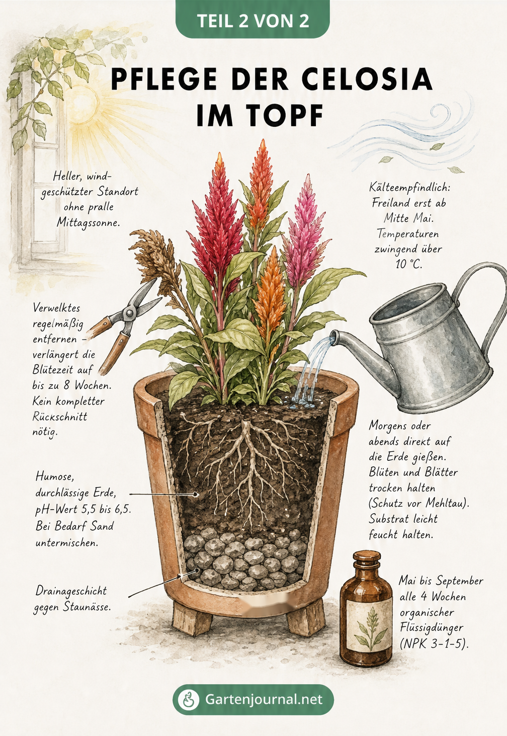 Querschnitt eines bepflanzten Terrakotta-Topfes mit einer Celosia, der die richtige Pflege, Erde und Drainage zeigt