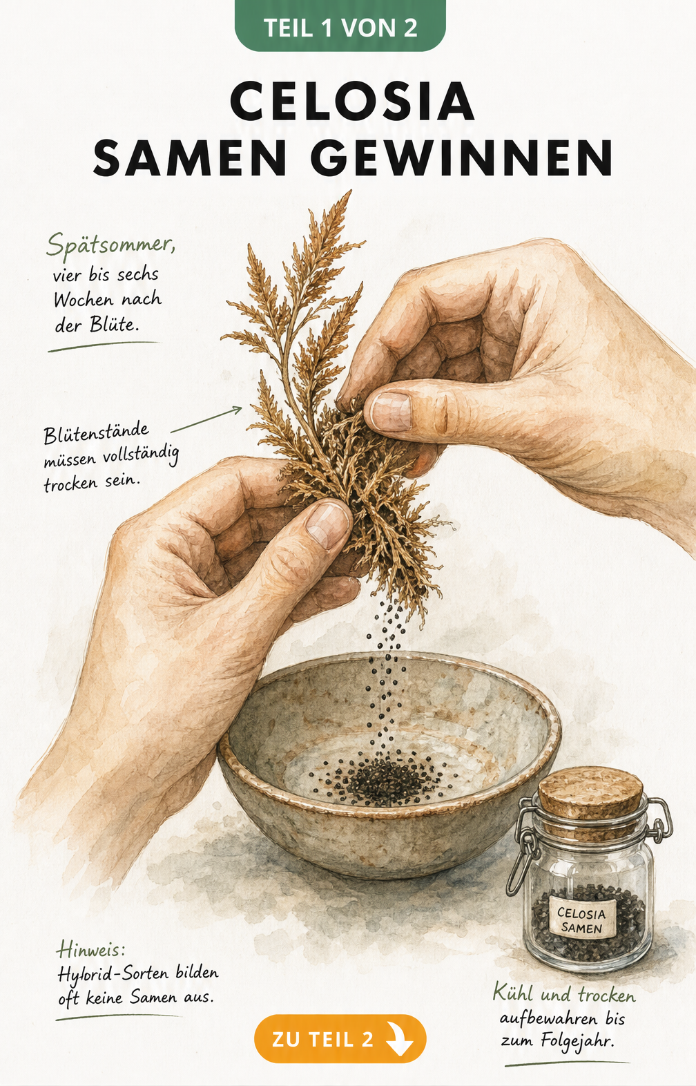 Botanische Illustration von Händen, die getrocknete Celosia-Blüten zerreiben, um Samen zu gewinnen.