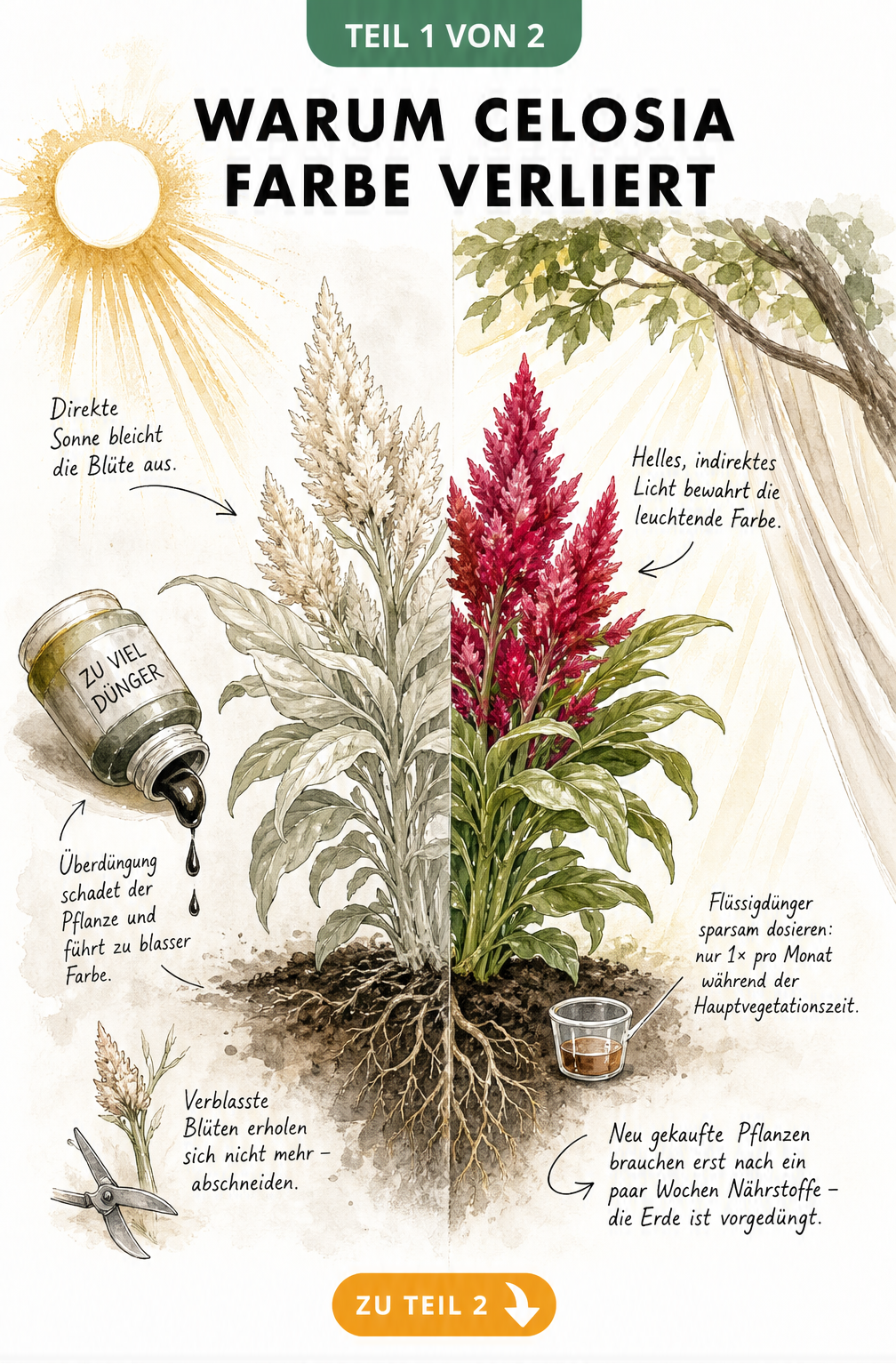 Botanische Skizze einer blassen Celosia durch zu viel Sonne und Überdüngung im Vergleich zu einer farbkräftigen Pflanze mit indirektem Licht und richtiger...