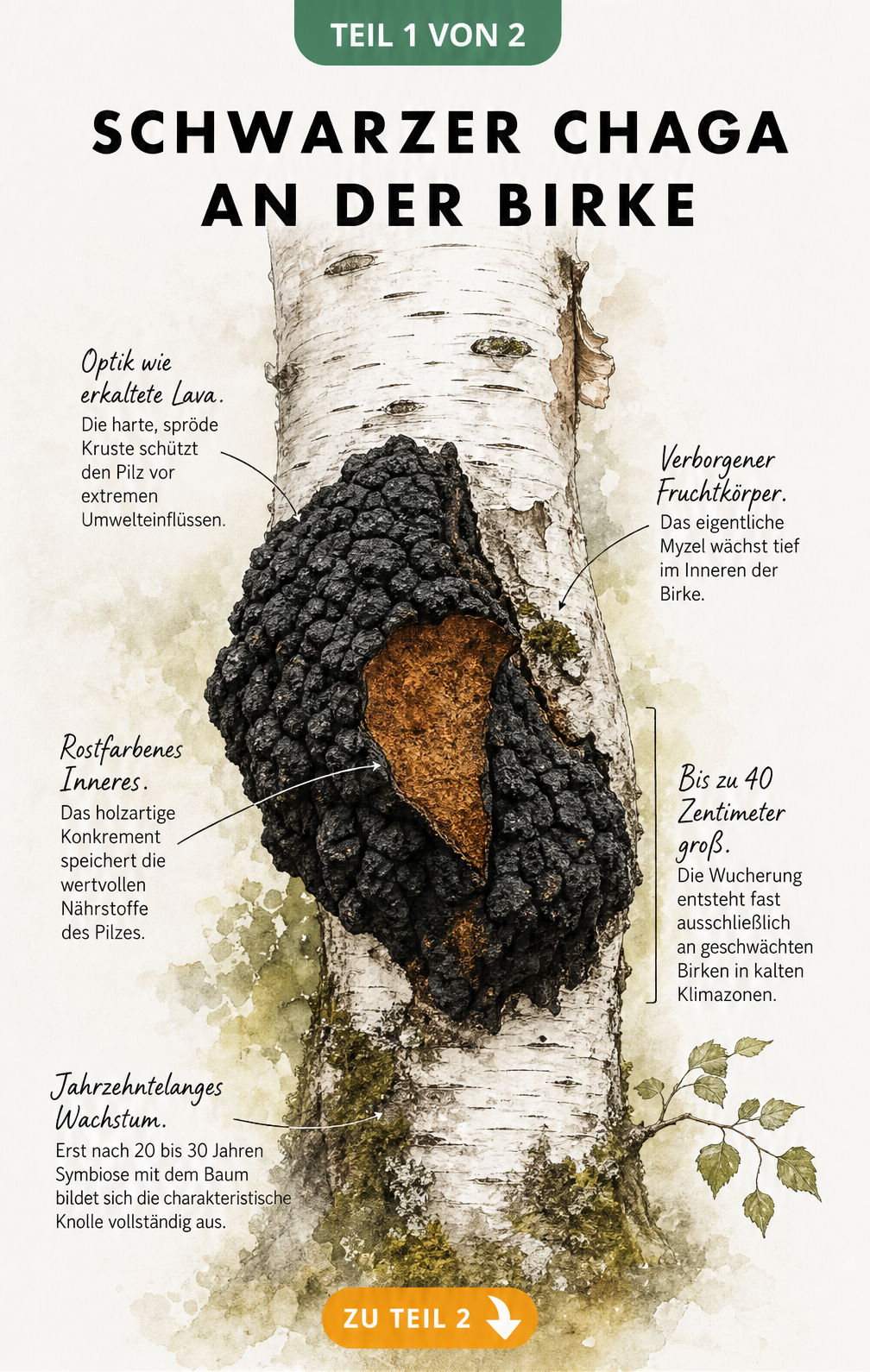 Botanische Illustration eines Birkenstamms mit einer großen, schwarzen Chaga-Knolle und Erklärungen zu Wachstum und Struktur.