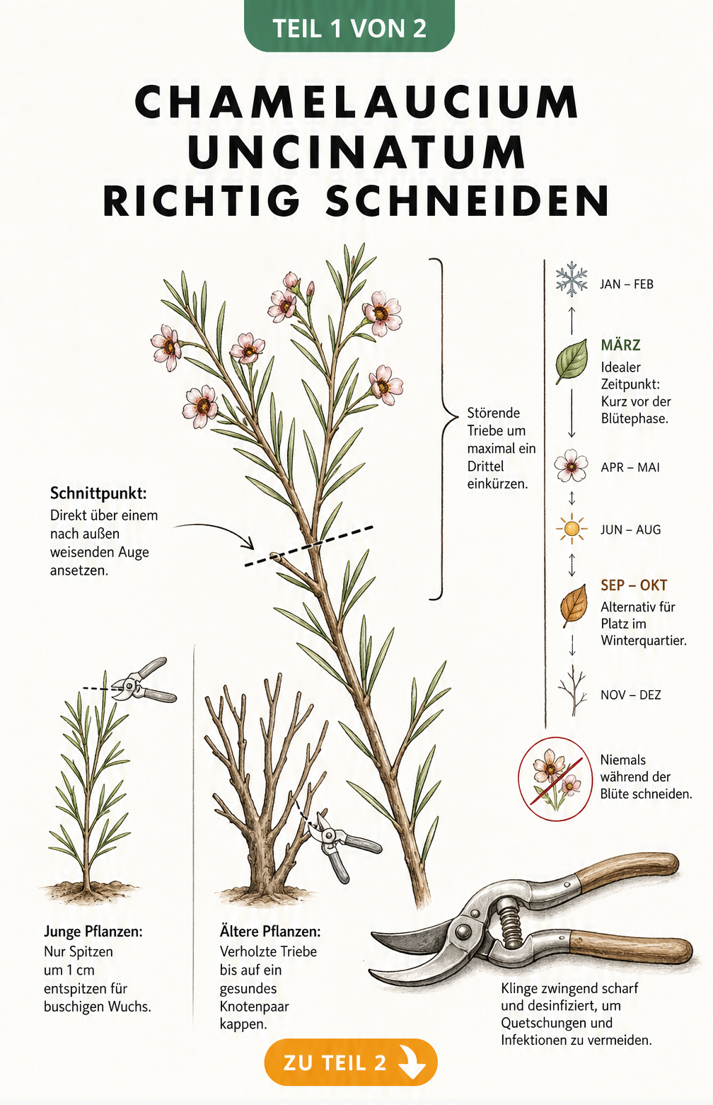 Handgezeichnete botanische Illustration zum richtigen Rückschnitt der Wachsblume mit Schnittpunkten und Wuchsformen