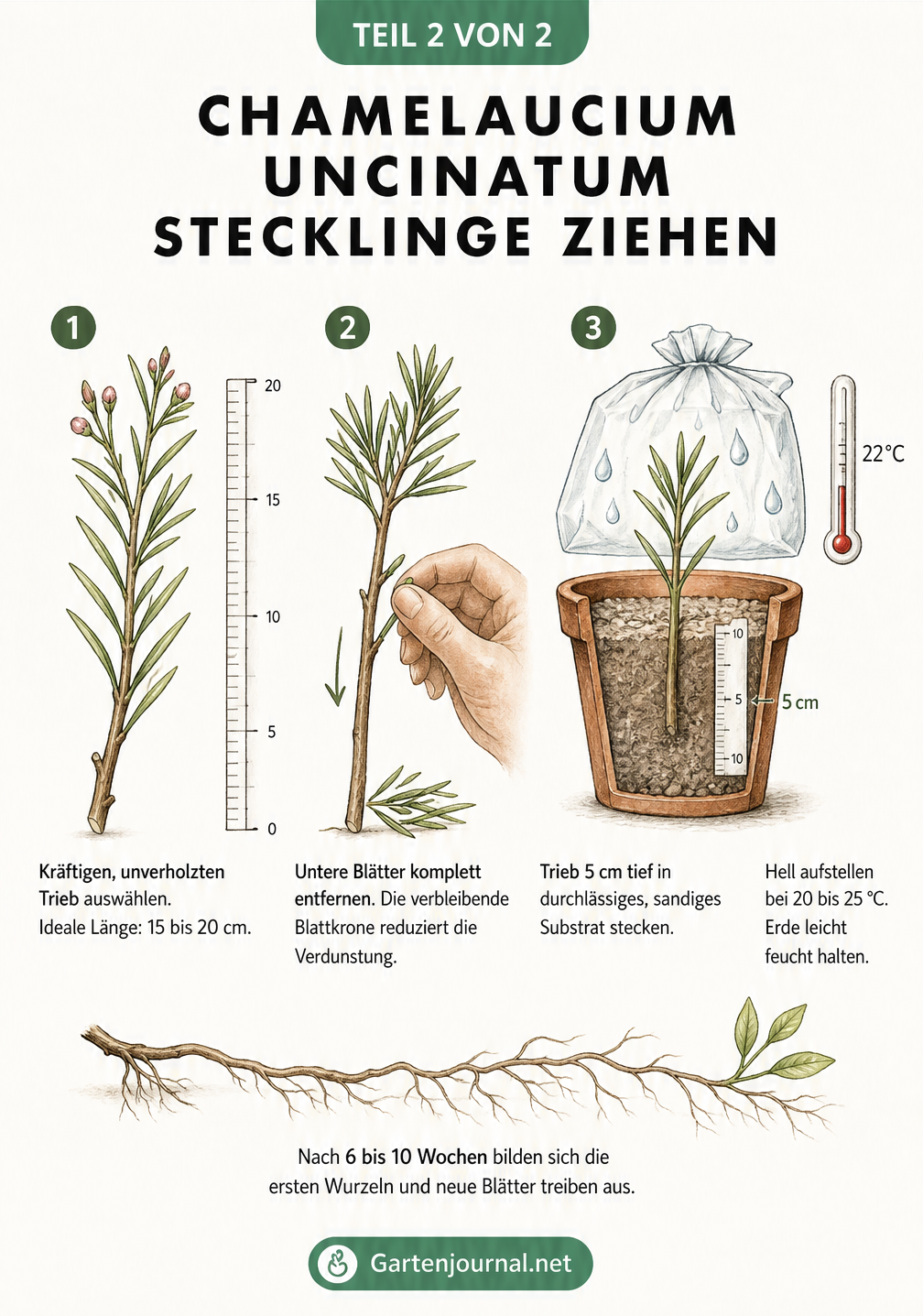 Skizzenhafte Anleitung zur Vermehrung der Wachsblume durch Stecklinge in drei Schritten