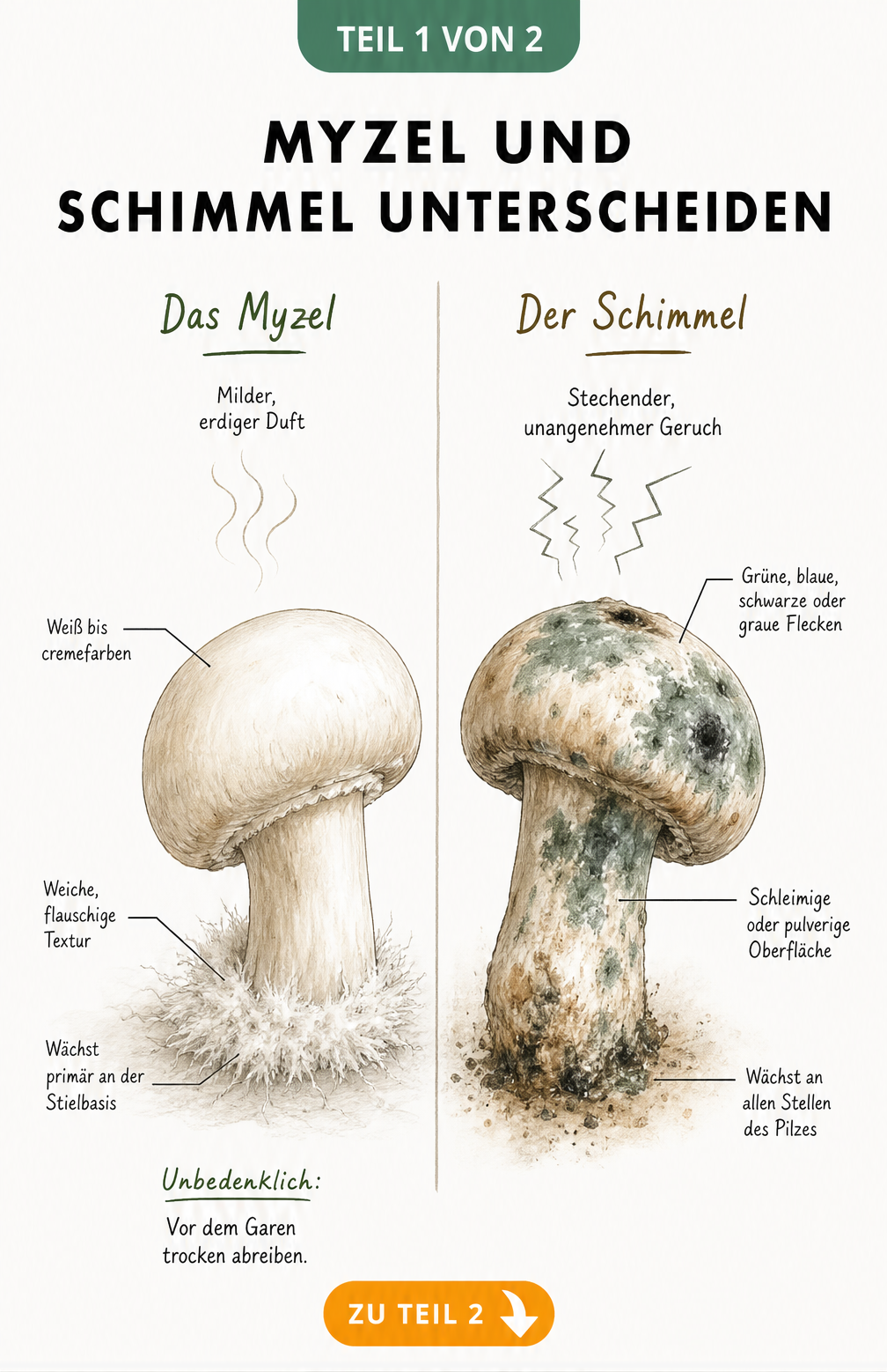 Gegenüberstellung von gesundem Champignon mit Myzel und verdorbenem Champignon mit Schimmel