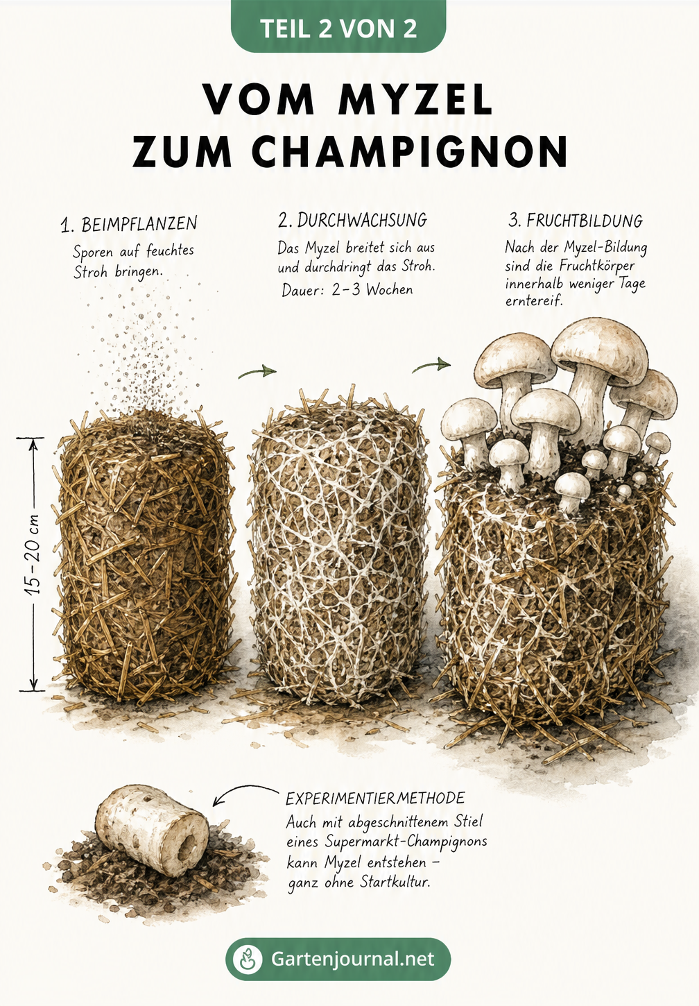 Zeichnung des Wachstumsverlaufs von Champignons auf einem Strohballen: von Sporen über das weiße Myzel bis hin zu erntereifen Pilzen.