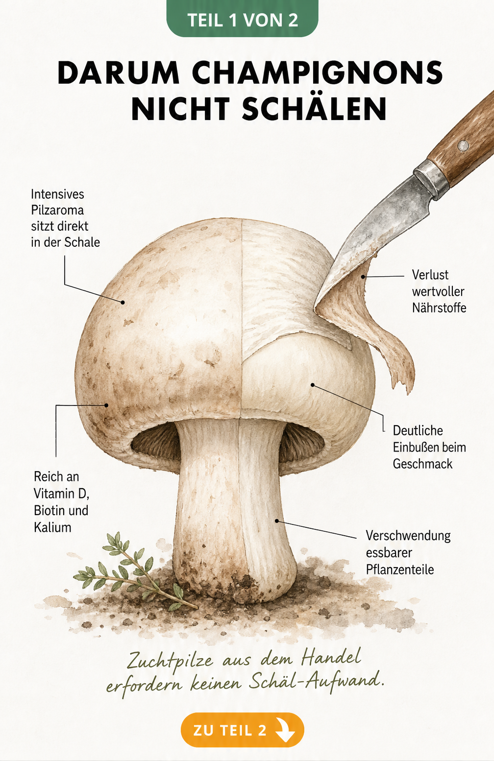 Illustration eines Champignons, der zur Hälfte geschält ist, mit Hinweisen auf Nährstoffe und Aromaverlust