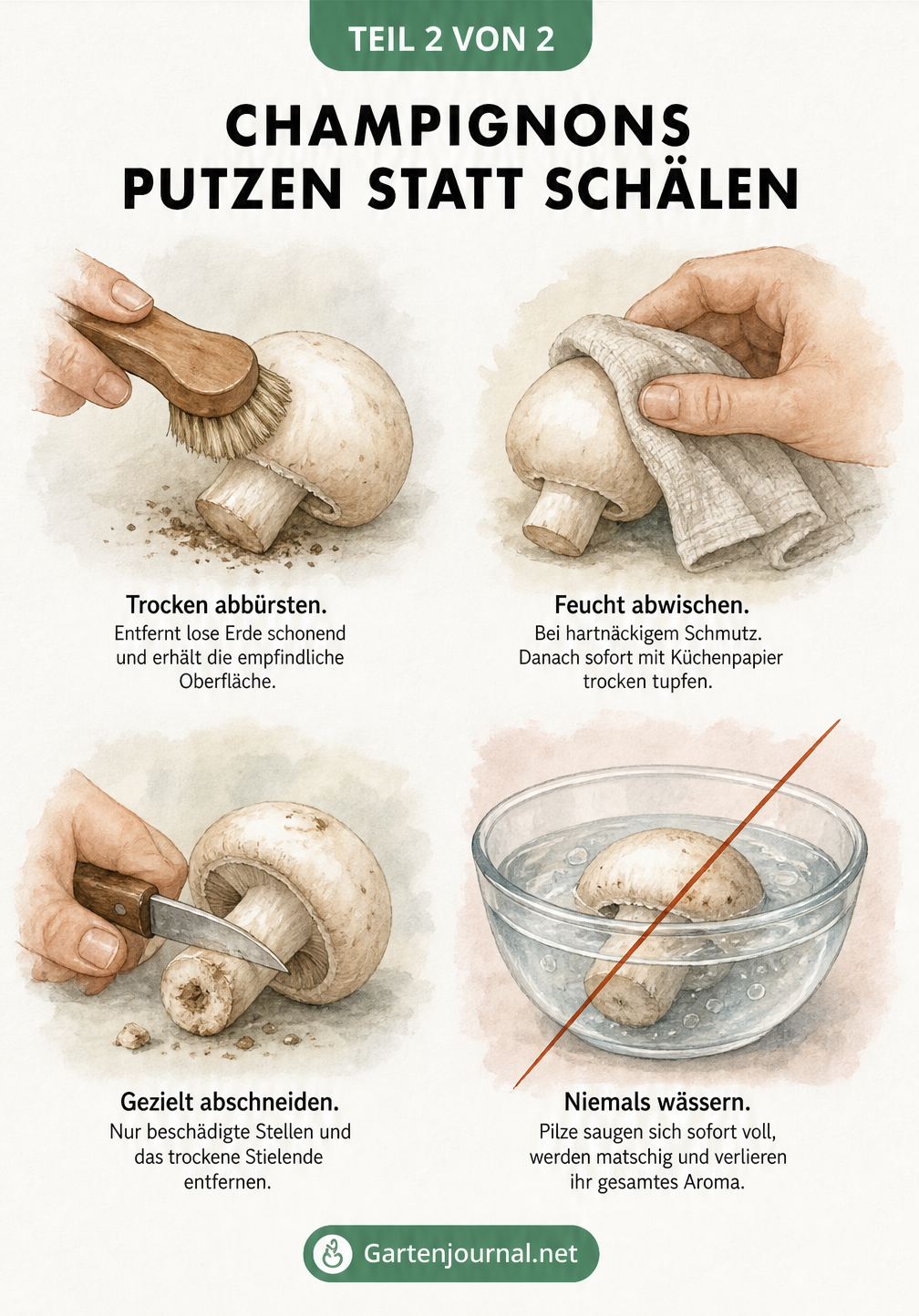 Vier Illustrationen zeigen das richtige Putzen von Champignons: Abbürsten, feucht abwischen, Druckstellen abschneiden und das Verbot von Wässern