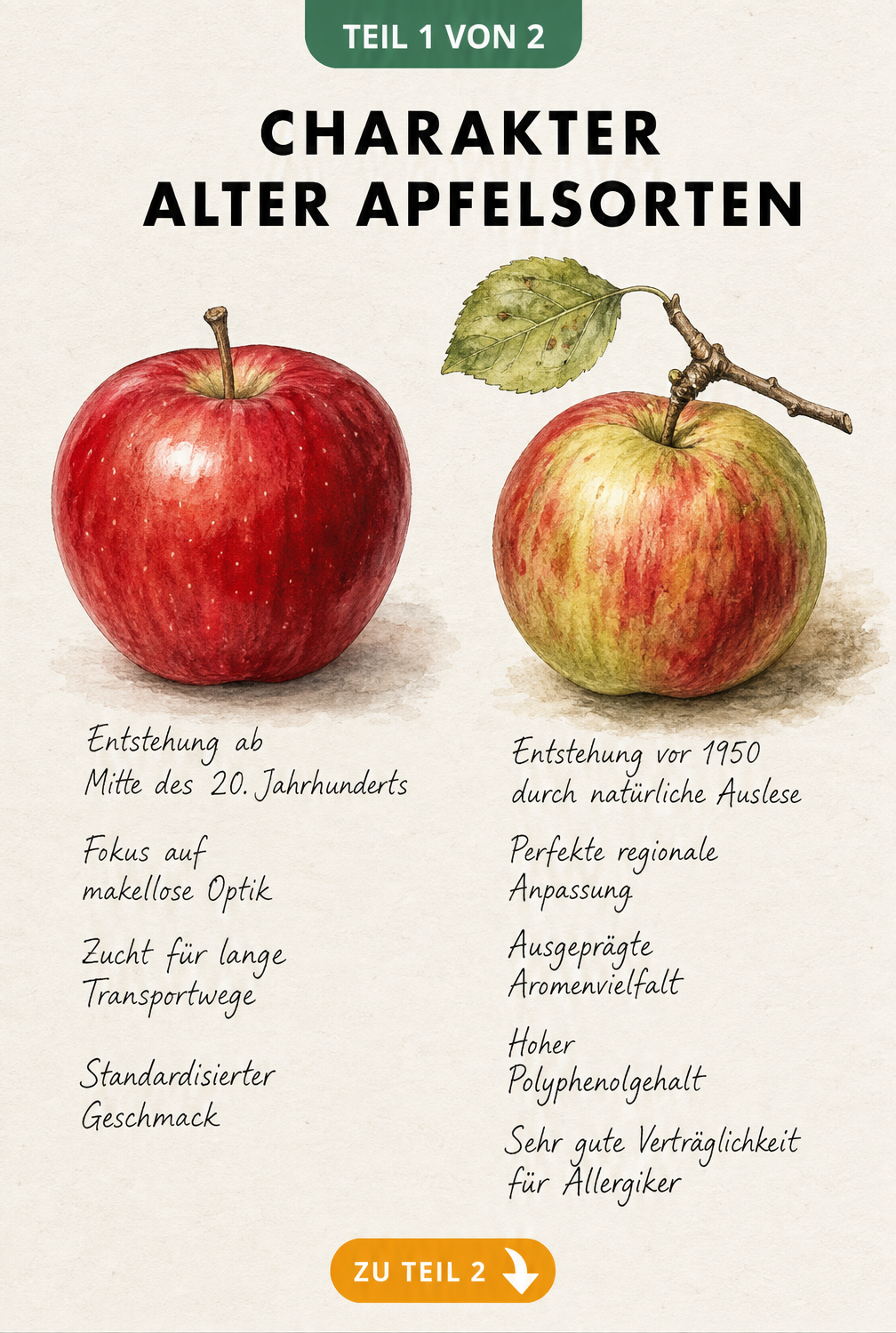 Botanische Illustration zweier Äpfel, die den Unterschied zwischen modernen und alten Apfelsorten zeigt.