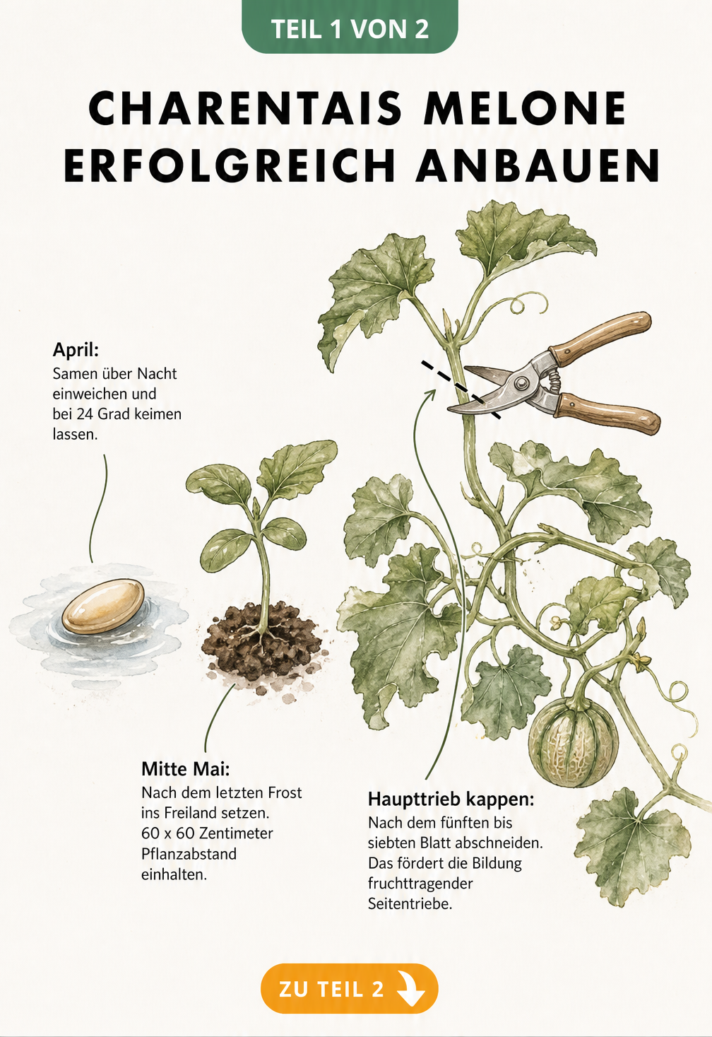 Botanische Skizze zum Anbau der Charentais-Melone mit Samen, Jungpflanze und Schnitt des Haupttriebs