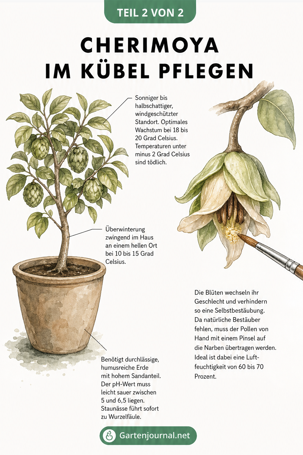 Illustration eines Cherimoya-Baums im Kübel mit Hinweisen zu Standort, Erde und Überwinterung sowie einer vergrößerten Blüte zur Handbestäubung.
