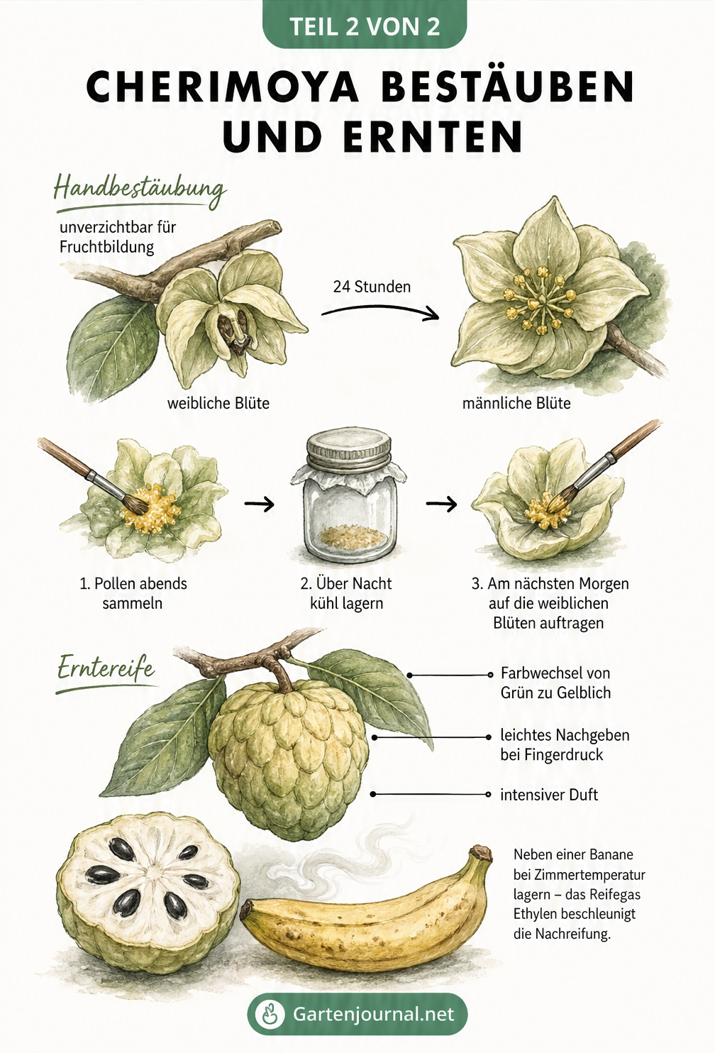 Zeichnung der Cherimoya-Blüte zur Handbestäubung und einer reifen Frucht mit Banane zur Nachreifung