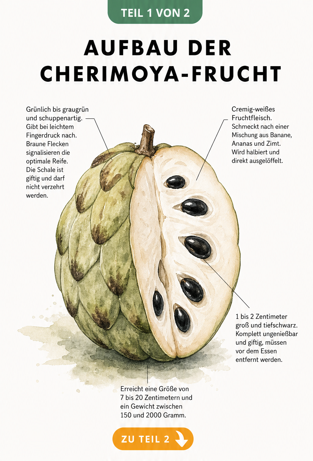Botanische Illustration einer Cherimoya-Frucht, außen grünlich-schuppig, innen mit cremig-weißem Fruchtfleisch und schwarzen Kernen.