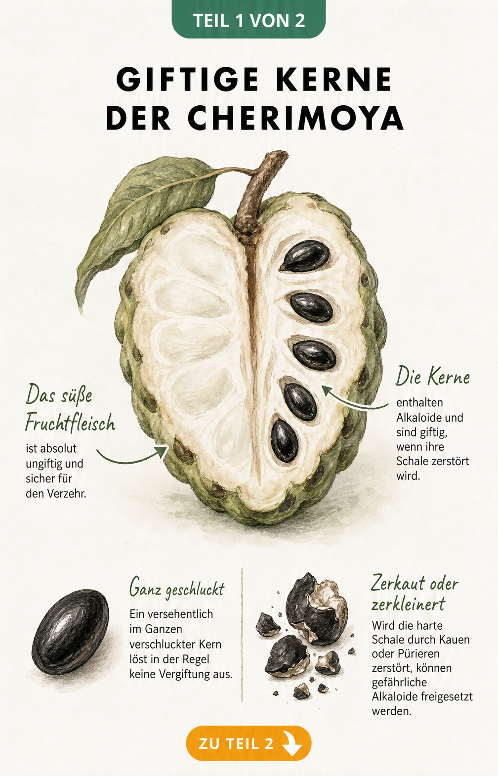 Illustration einer halbierten Cherimoya mit Fokus auf das helle Fruchtfleisch und die schwarzen Samen