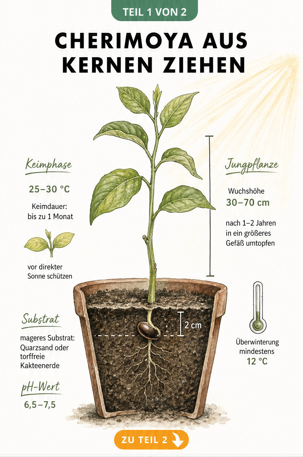 Illustration eines Cherimoya-Kerns in der Erde mit Keimling und Angaben zu Temperatur, pH-Wert und Wuchshöhe