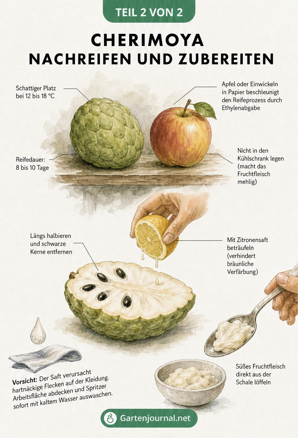 Skizzenhafte Darstellung zur Lagerung einer unreifen Cherimoya neben einem Apfel und der Zubereitung einer reifen Frucht mit Zitronensaft.