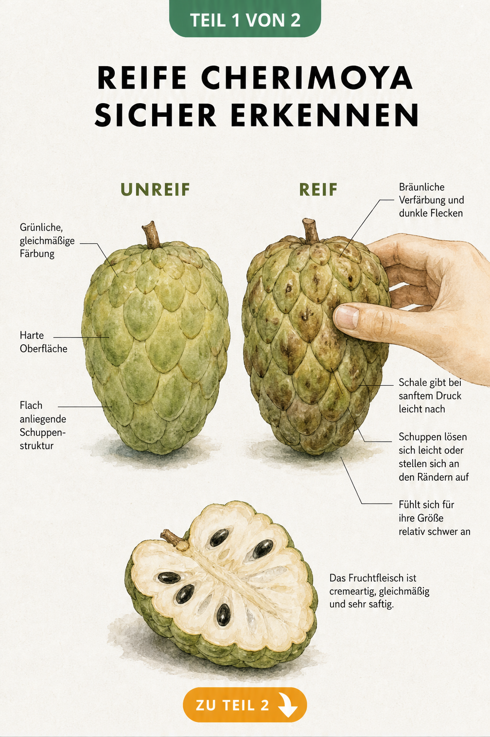 Botanische Illustration einer unreifen und einer reifen Cherimoya im direkten Vergleich mit Merkmalen zur Reifeerkennung.