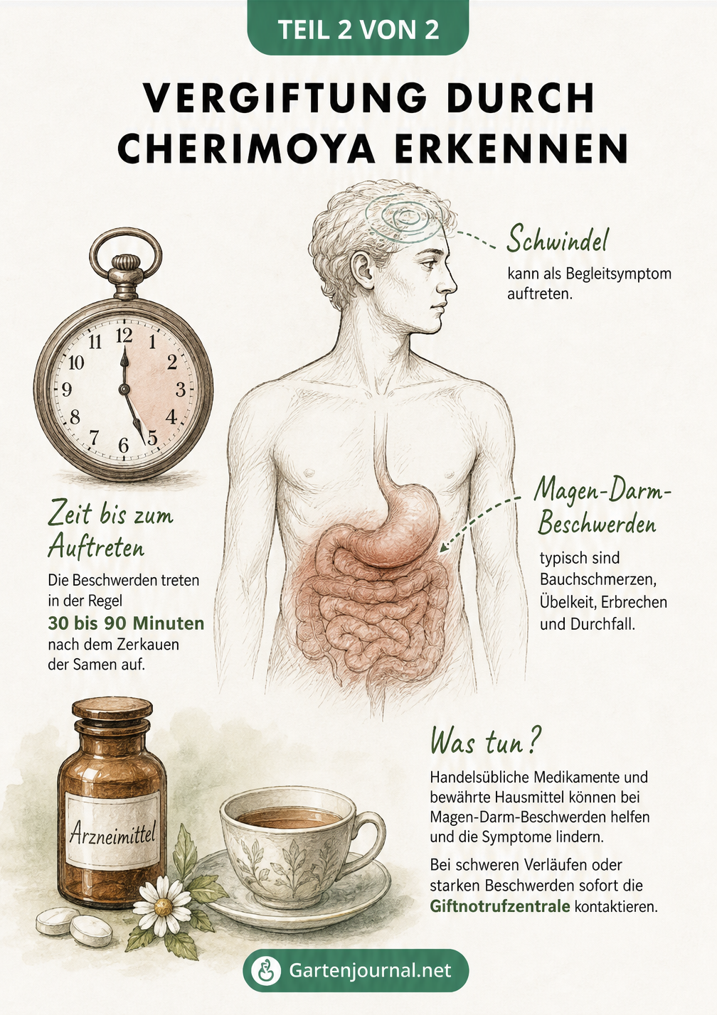 Illustration eines menschlichen Oberkörpers, die Symptome wie Bauchschmerzen, Übelkeit und Schwindel nach dem Verzehr von Cherimoya-Samen zeigt