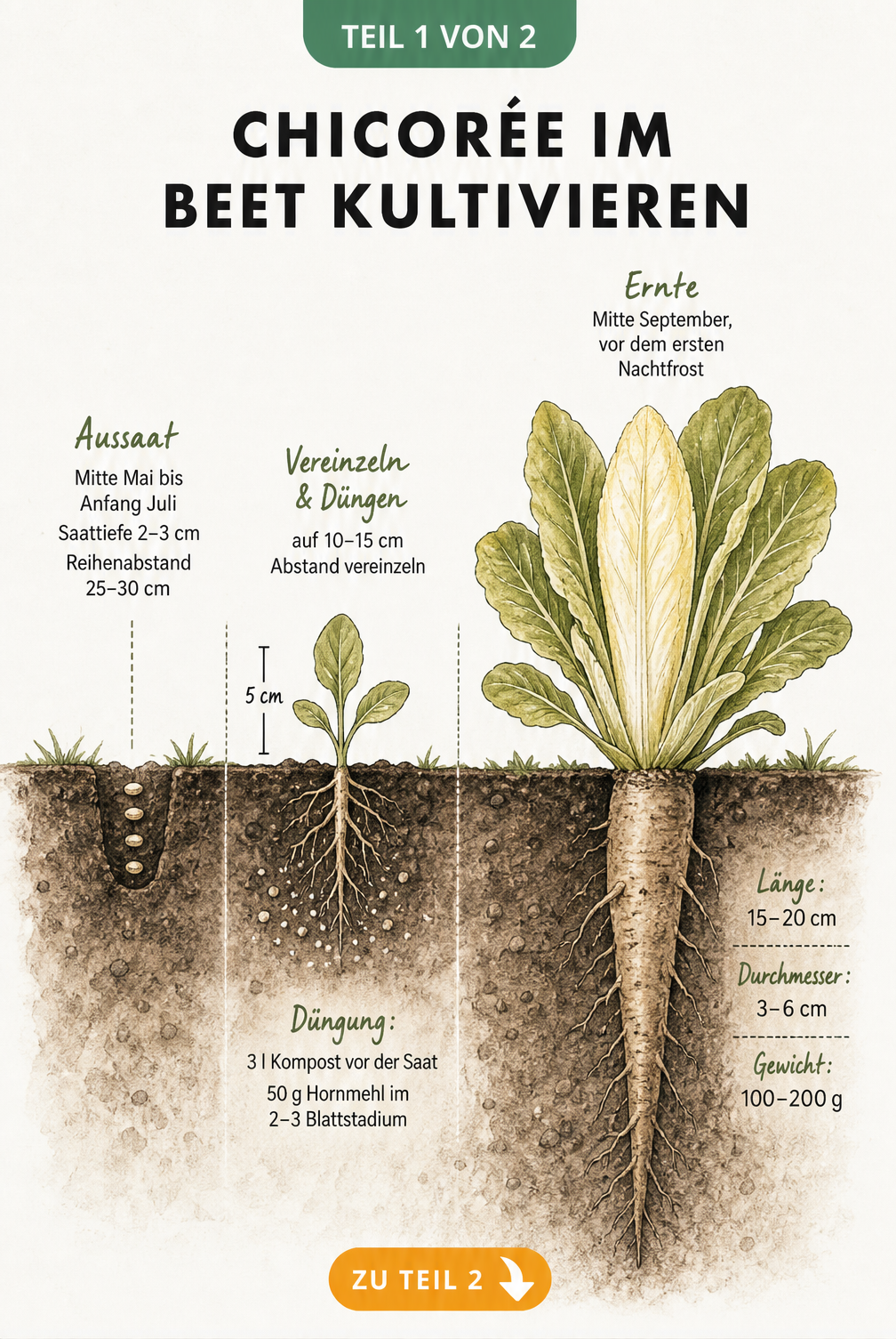 Querschnitt durch ein Gartenbeet, der die Entwicklung von Chicorée vom Samen über die Jungpflanze bis zur erntereifen Wurzel zeigt.