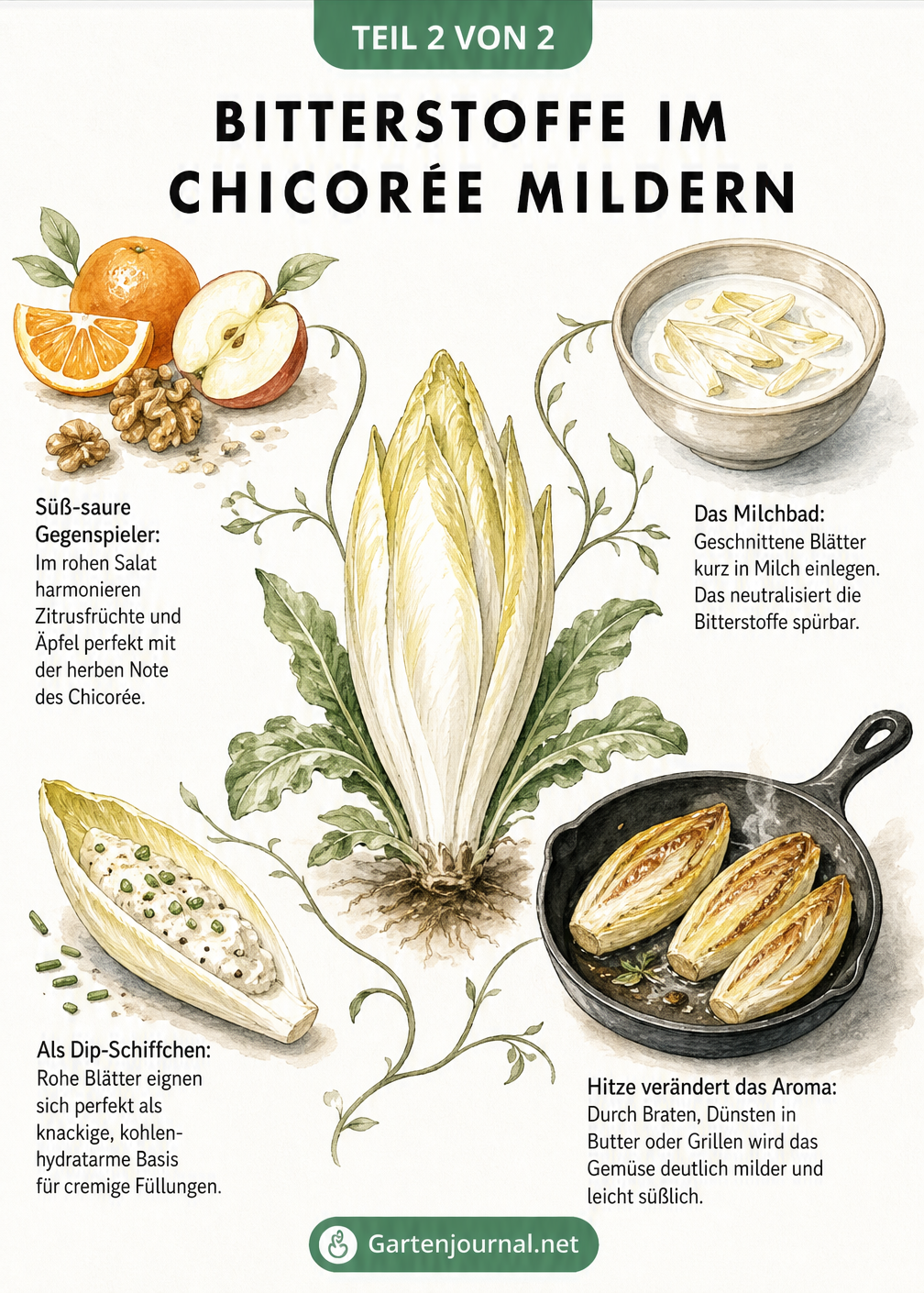 Illustration verschiedener Zubereitungsarten für Chicorée zur Milderung von Bitterstoffen