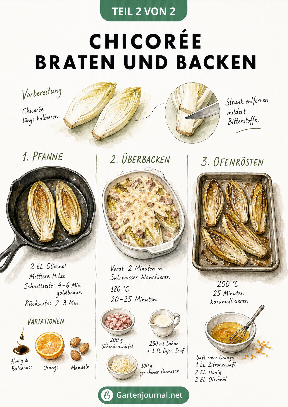 Illustration zur Zubereitung von warmem Chicorée: Strunk entfernen, in der Pfanne braten, überbacken und im Ofen rösten