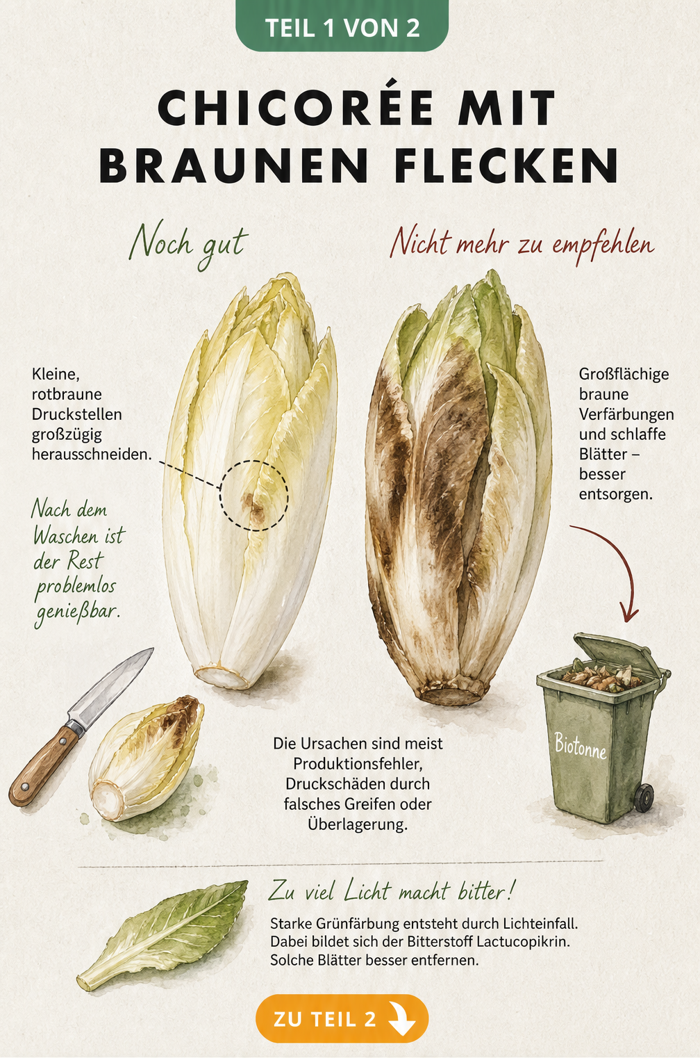 Vergleich von frischem Chicorée mit kleinen braunen Flecken zum Herausschneiden und überlagertem Chicorée für die Biotonne