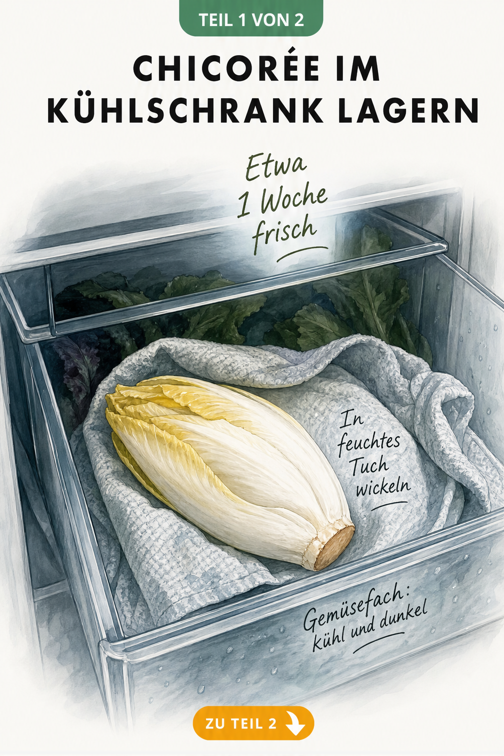 Illustration eines Chicorées, der in ein feuchtes Küchentuch gewickelt im Gemüsefach des Kühlschranks liegt.