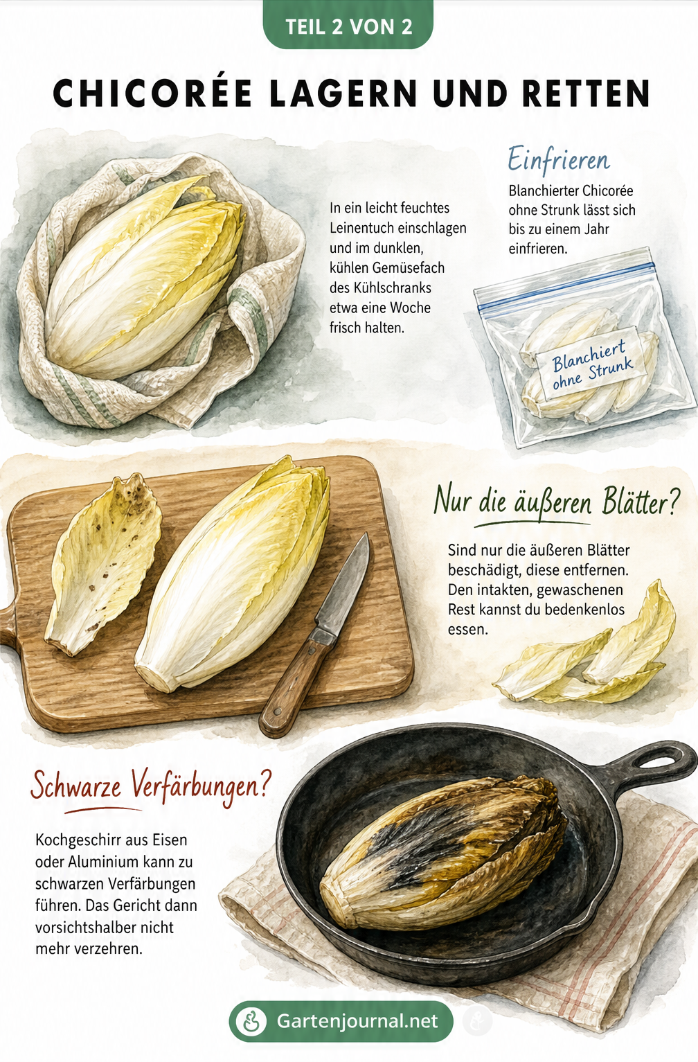 Aquarell-Illustration zur Lagerung von Chicorée im Leinentuch, dem Entfernen welker Blätter und einer gusseisernen Pfanne mit schwarz verfärbtem Chicorée
