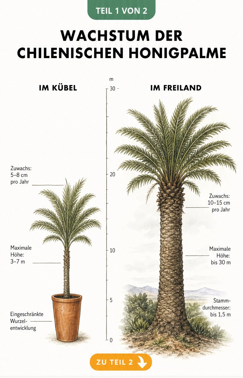 Illustration der Chilenischen Honigpalme im Größenvergleich zwischen Kübelkultur und Freiland mit Wachstumsdaten