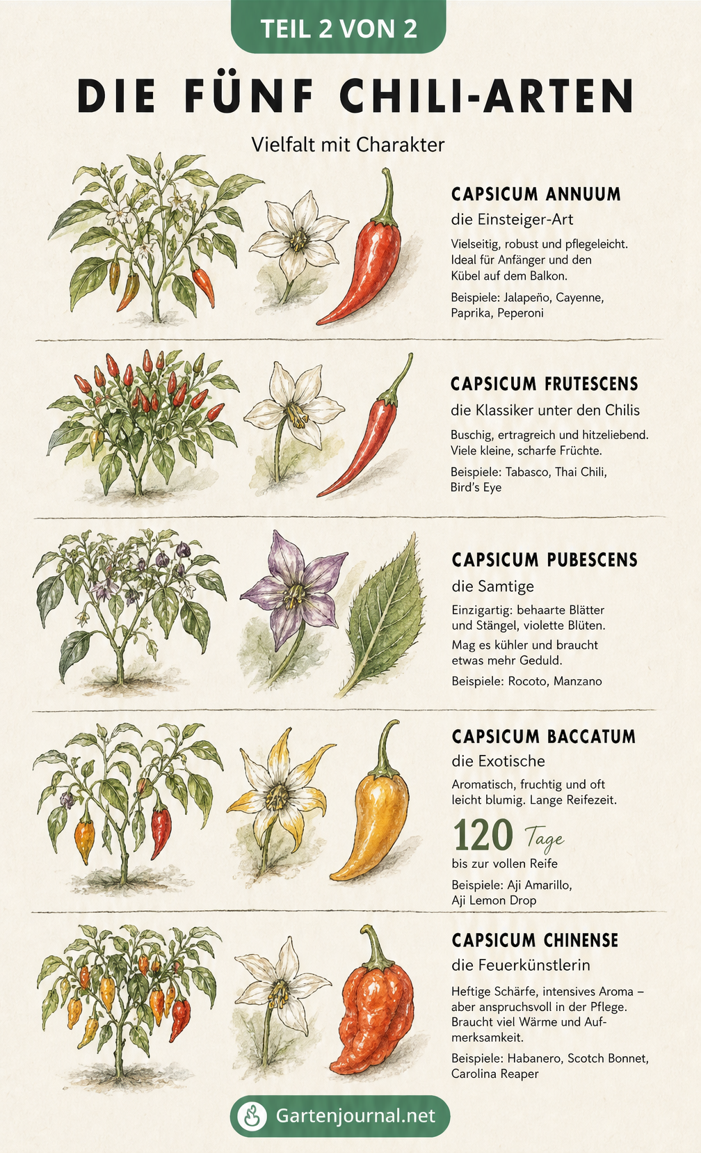 Illustration der fünf botanischen Chili-Hauptarten mit Wuchsform, Blattdetails, Blüten und einer beispielhaften Frucht.