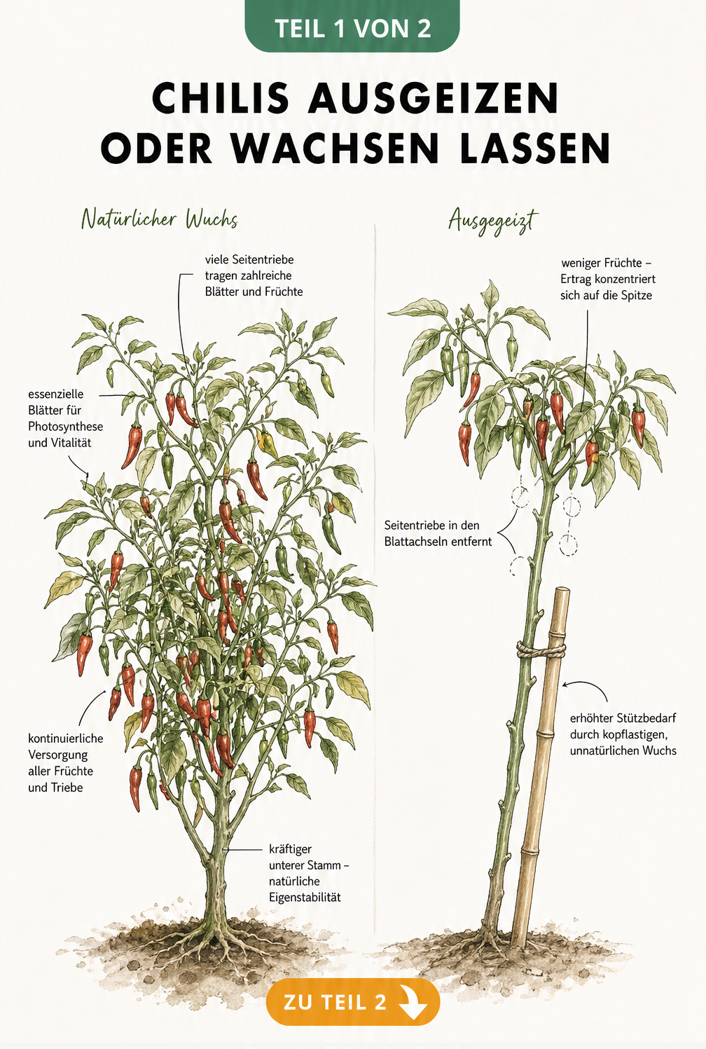 Botanische Illustration zweier Chilipflanzen im Vergleich: links natürlich buschig wachsend, rechts ausgegeizt mit kahlem Hauptstamm und Stützstab.
