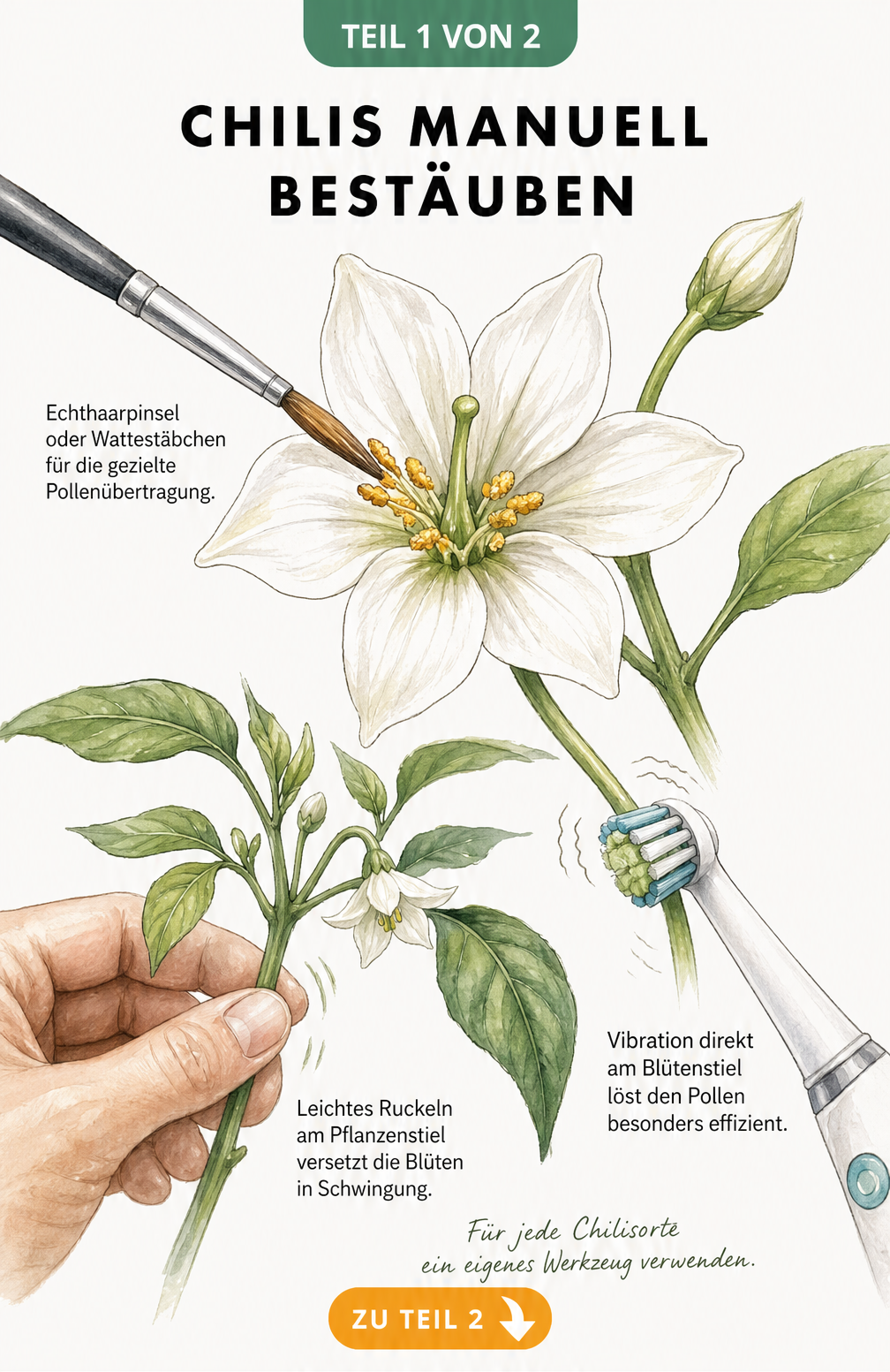 Botanische Zeichnung einer Chili-Blüte mit manuellen Bestäubungsmethoden durch Pinsel, elektrische Zahnbürste und Ruckeln am Stiel