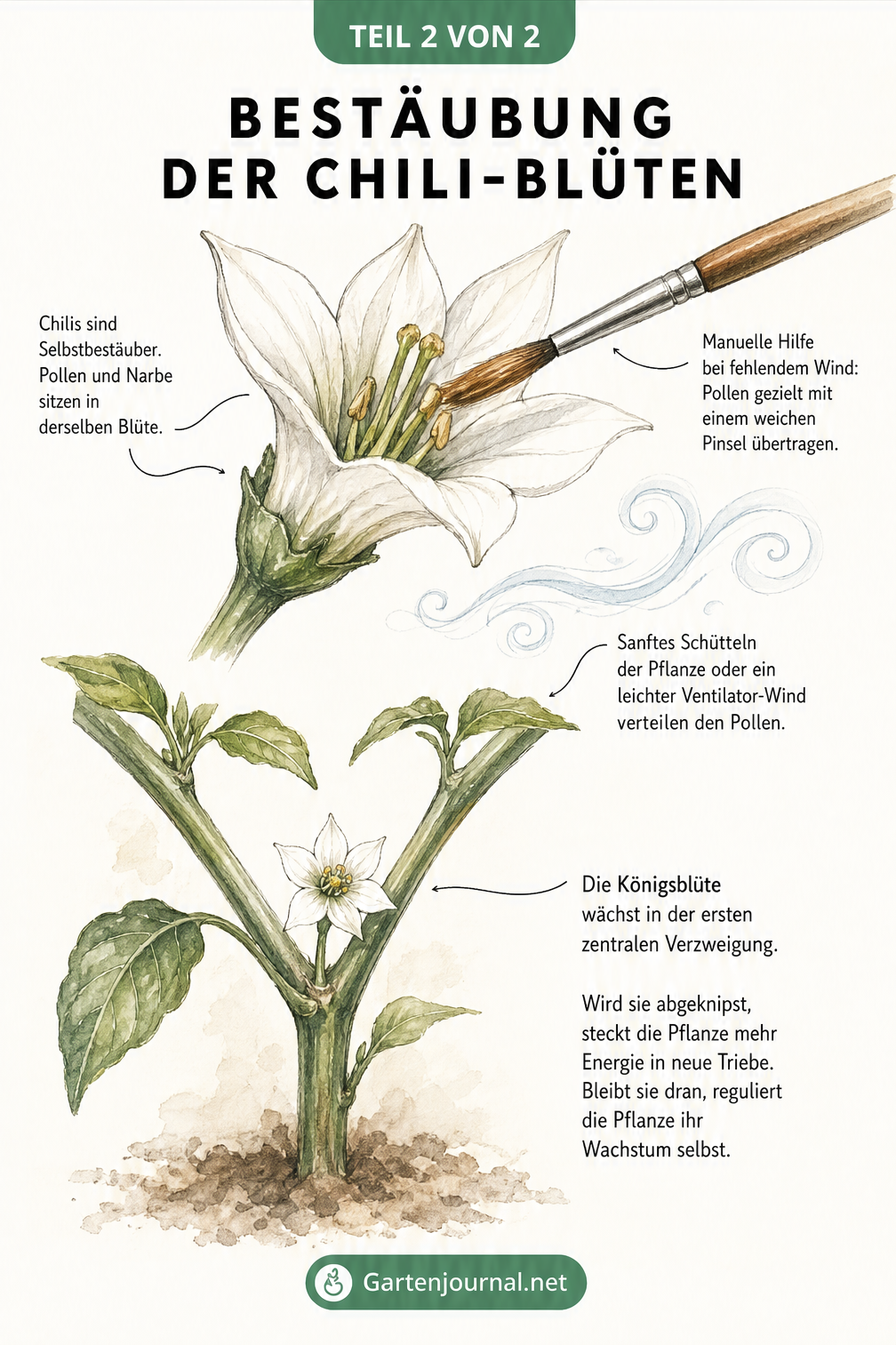 Zeichnung eines Chili-Triebs mit einer welken, abfallenden Blüte und einer gesunden Blüte, inklusive Ursachen für Blütenabfall