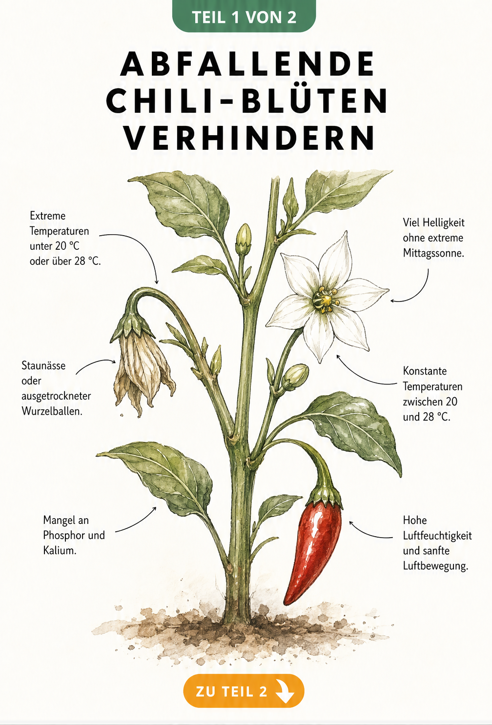 Illustration einer Chili-Blüte, die manuell mit einem Pinsel bestäubt wird, und einer Königsblüte in der ersten Astgabel